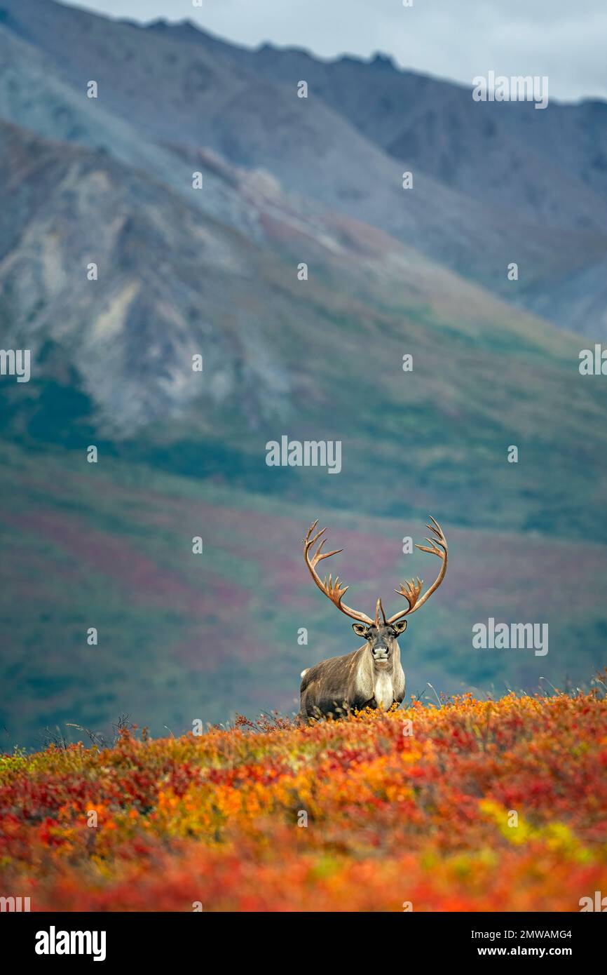 Caribou de la taureau de couleur automnale Banque D'Images