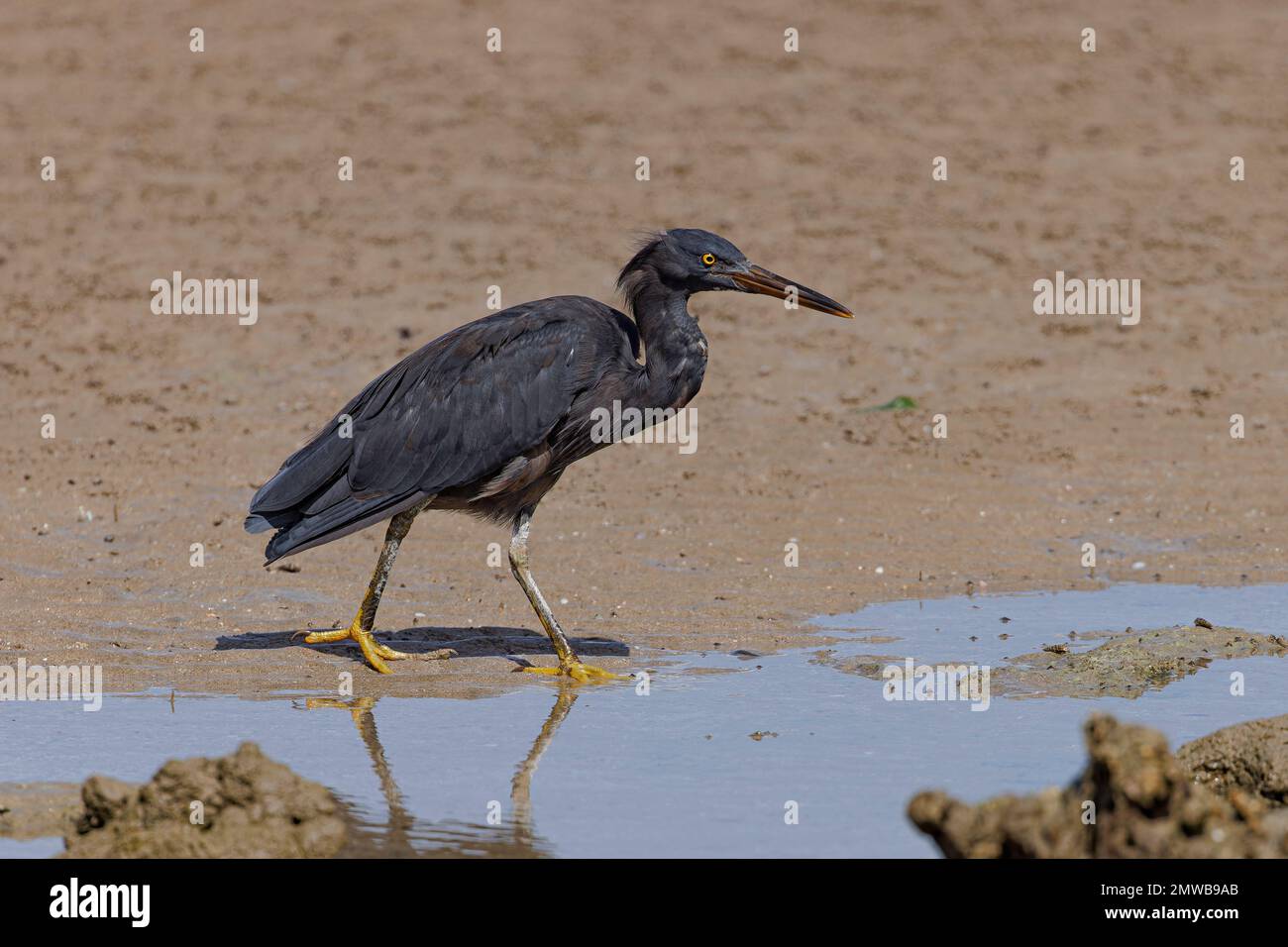 Un gros plan d'un Egret de récif du Pacifique debout sur un sol humide Banque D'Images