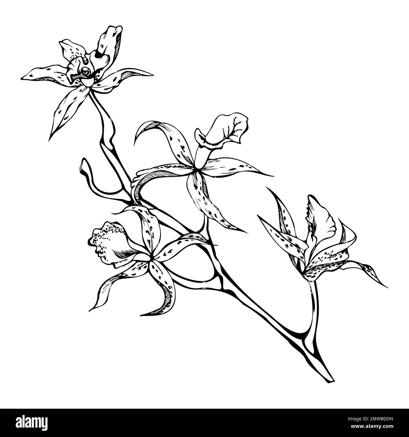 Fleurs, tiges, feuilles, monochrome, contour détaillé d'orchidées à encre vectorielle dessinées à la main. Composition avec branches. Isolé sur fond blanc. Conception pour Illustration de Vecteur