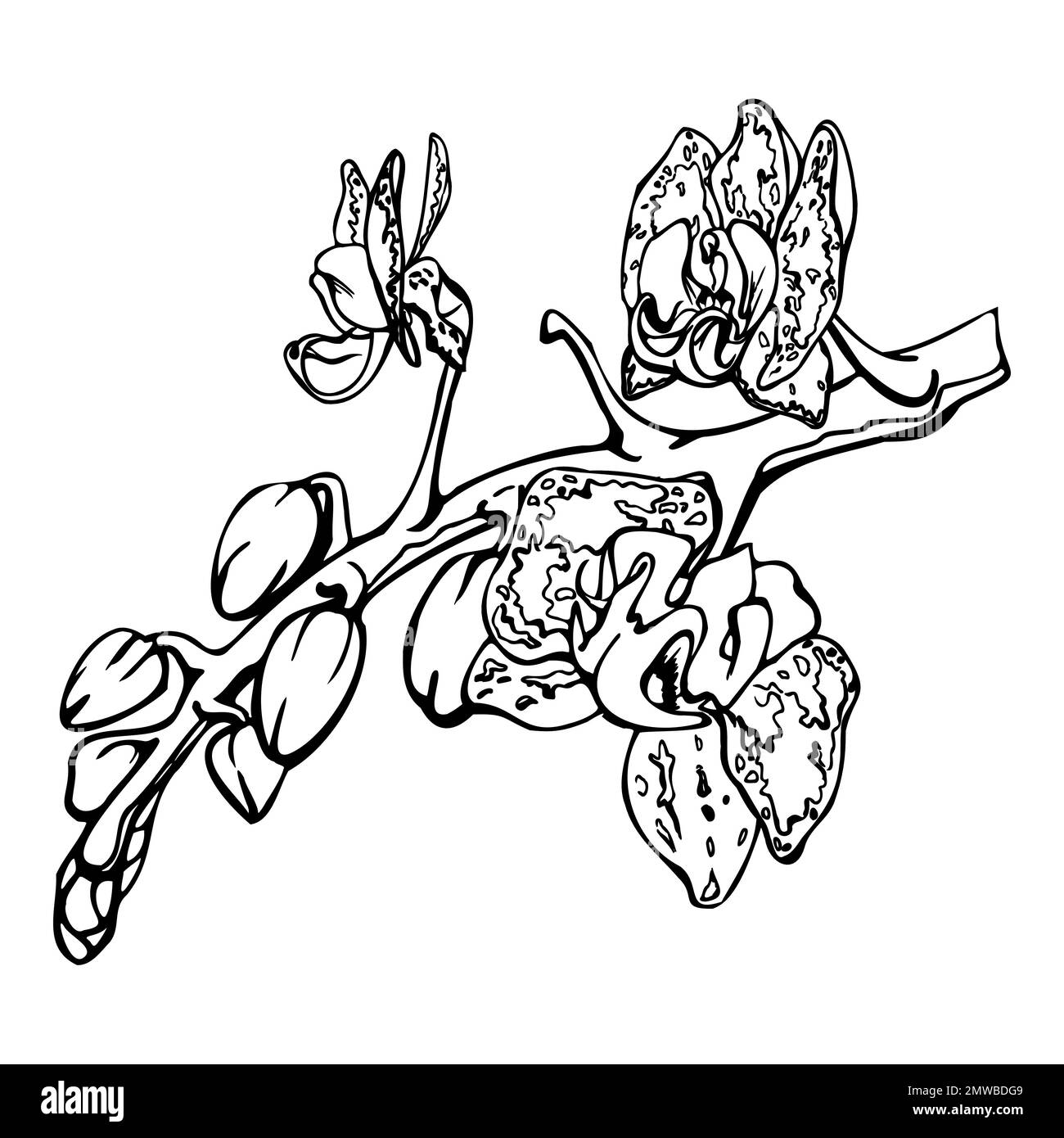 Fleurs, tiges, feuilles, monochrome, contour détaillé d'orchidées à encre vectorielle dessinées à la main. Composition avec branches. Isolé sur fond blanc. Conception pour Illustration de Vecteur