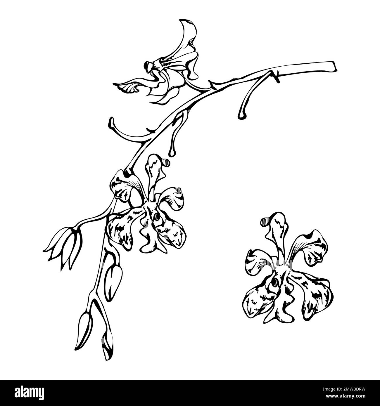 Fleurs, tiges, feuilles, monochrome, contour détaillé d'orchidées à encre vectorielle dessinées à la main. Composition avec branches. Isolé sur fond blanc. Conception pour Illustration de Vecteur