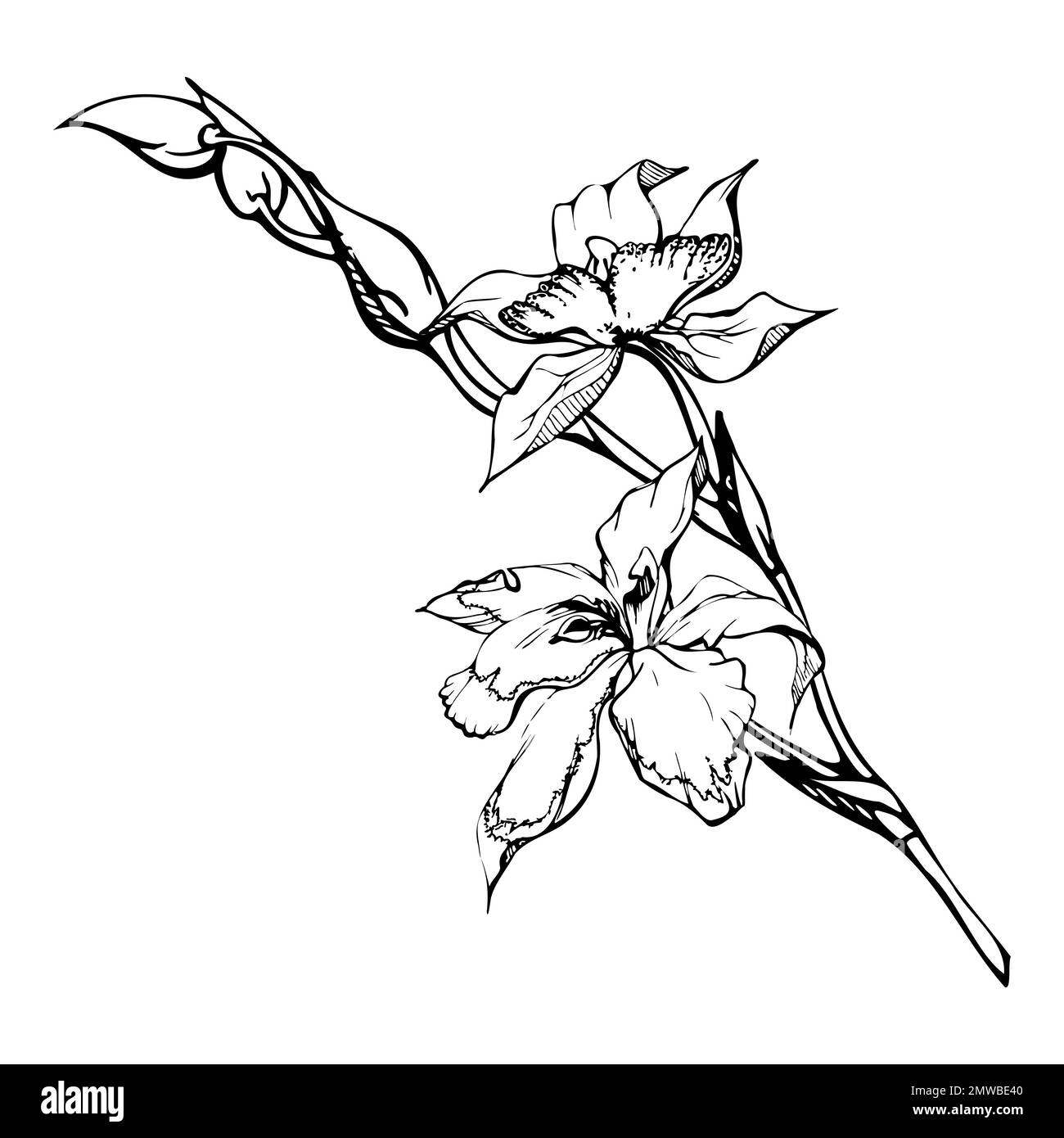 Fleurs, tiges, feuilles, monochrome, contour détaillé d'orchidées à encre vectorielle dessinées à la main. Composition avec branches. Isolé sur fond blanc. Conception pour Illustration de Vecteur