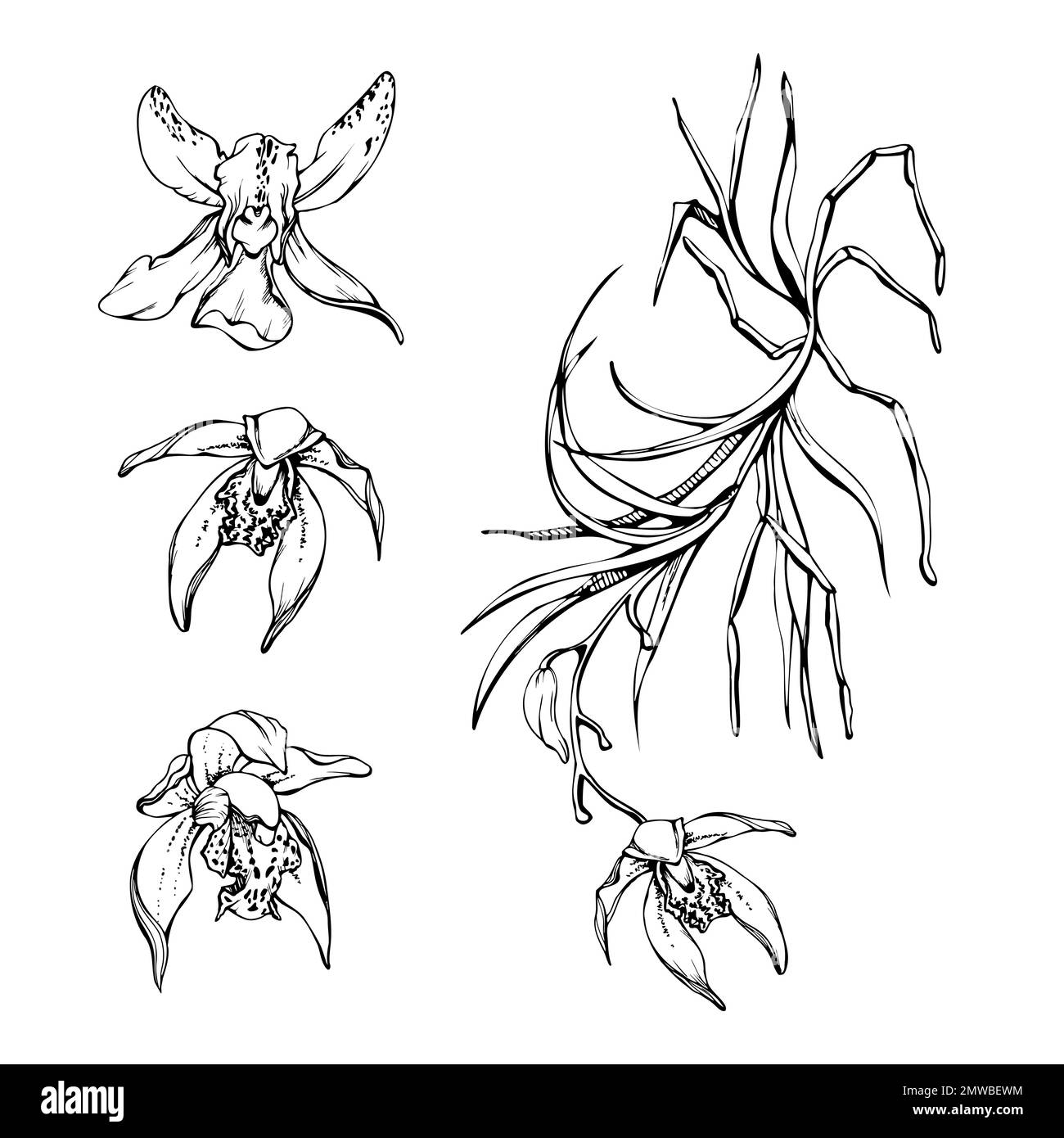 Fleurs, tiges, feuilles, monochrome, contour détaillé d'orchidées à encre vectorielle dessinées à la main. Composition avec branches. Isolé sur fond blanc. Conception pour Illustration de Vecteur