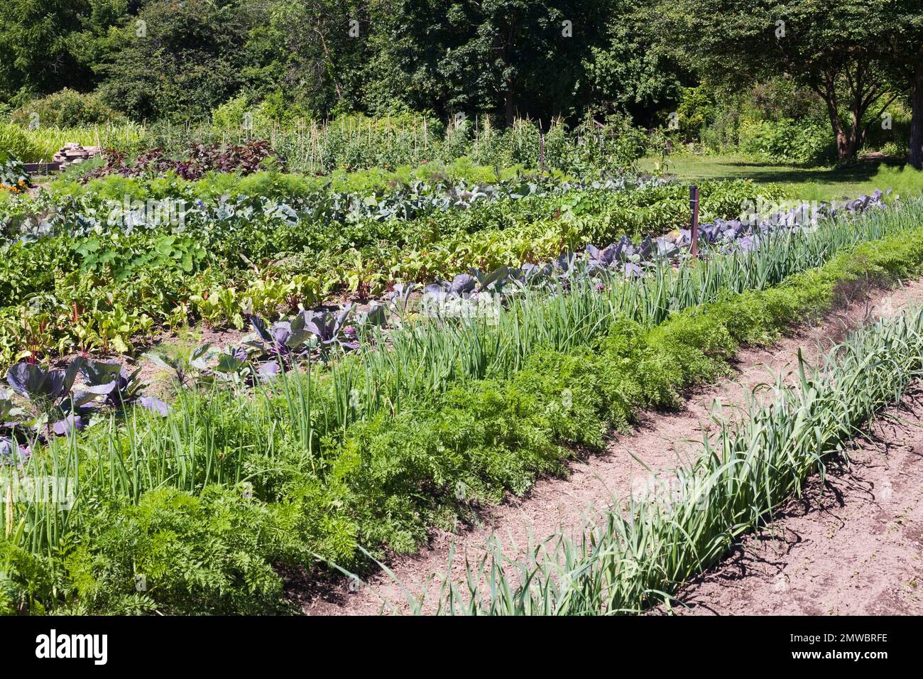 Rangées d'Allium - oignon, Daucus carota - carotte, Allium porrum - plants de poireau dans la parcelle de jardin biologique communautaire en été. Banque D'Images