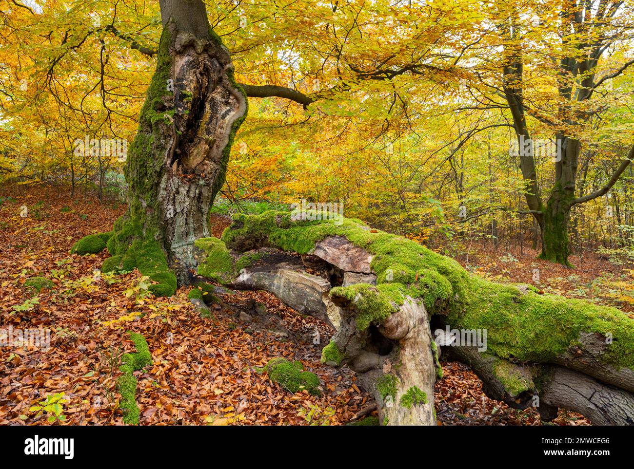 Tronc brisé d'un vieux hêtre cuivré (Fagus sylvatica), surcultivé avec de la mousse, Hesse, Allemagne Banque D'Images