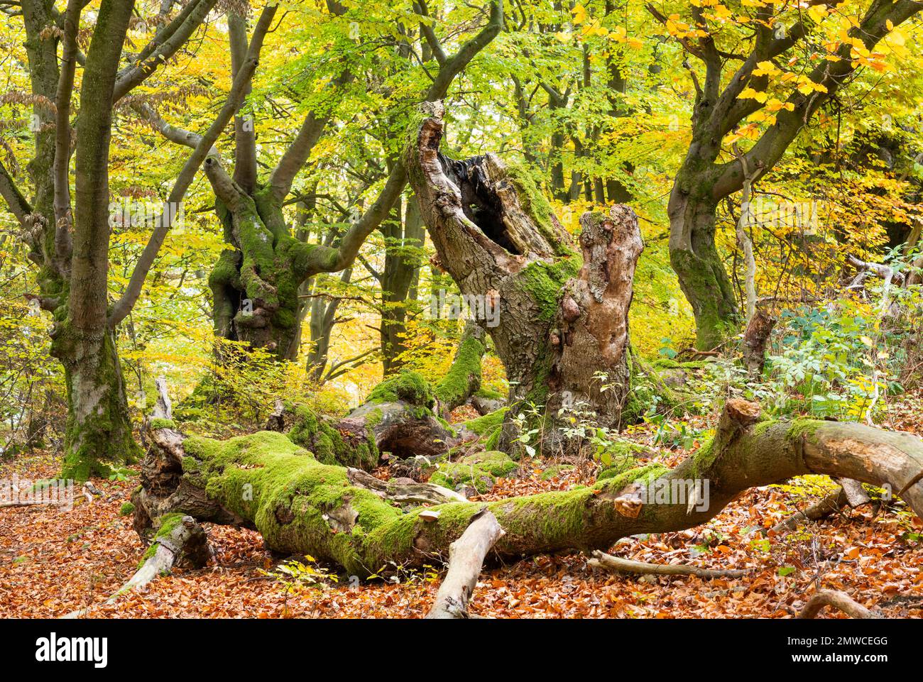 Vieux hêtre rouge (Fagus sylvatica), bosquet de hêtre rouge avec beaucoup de bois mort, Hesse, Allemagne Banque D'Images