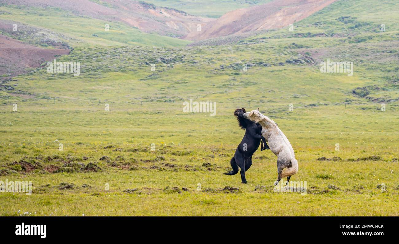 Deux étalons de combat, Iceland Horse dans un pâturage, Islande Banque D'Images