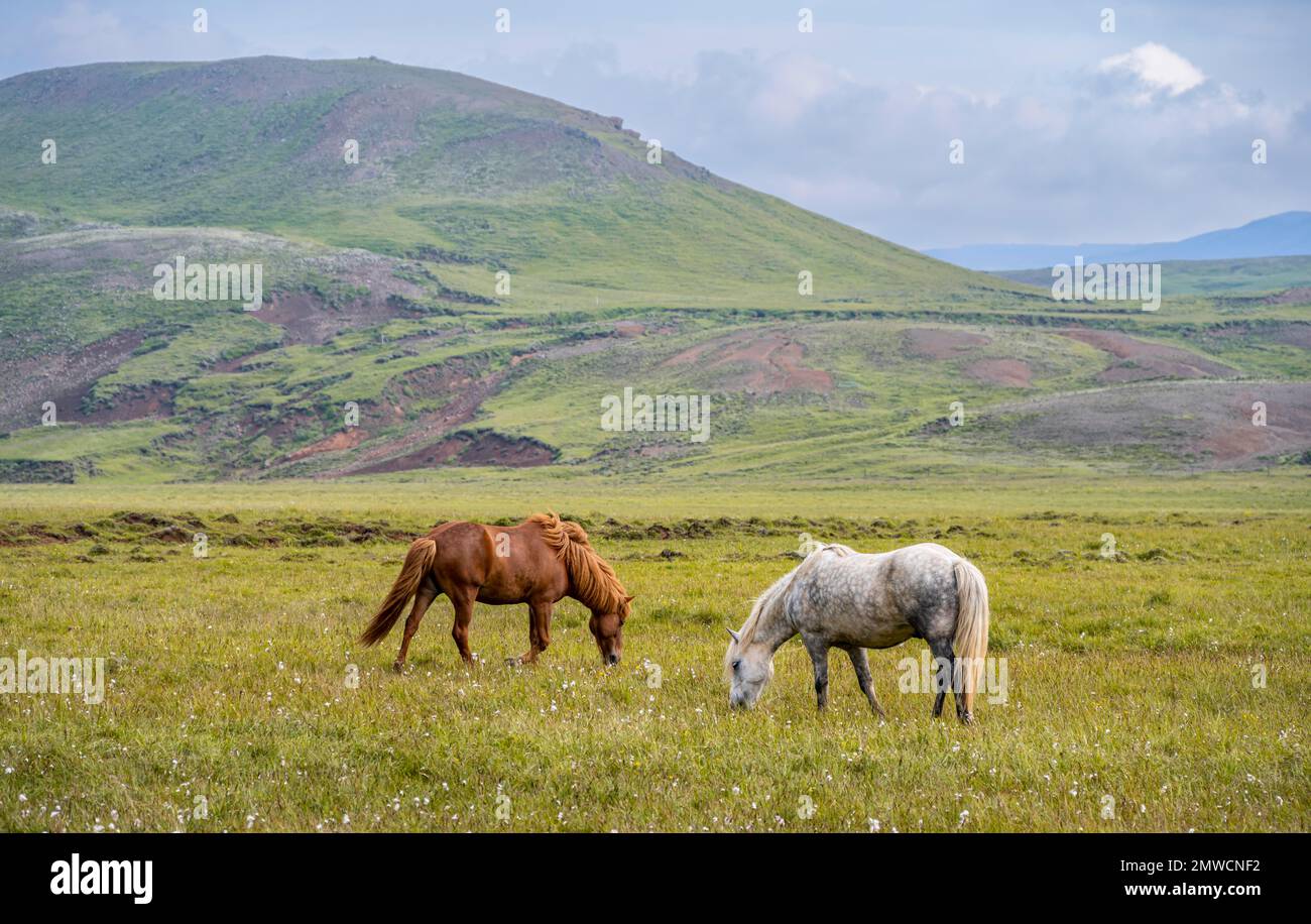 Cheval islandais blanc et brun dans un pâturage, Islande Banque D'Images