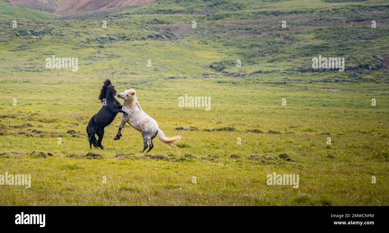 Deux étalons de combat, Iceland Horse dans un pâturage, Islande Banque D'Images