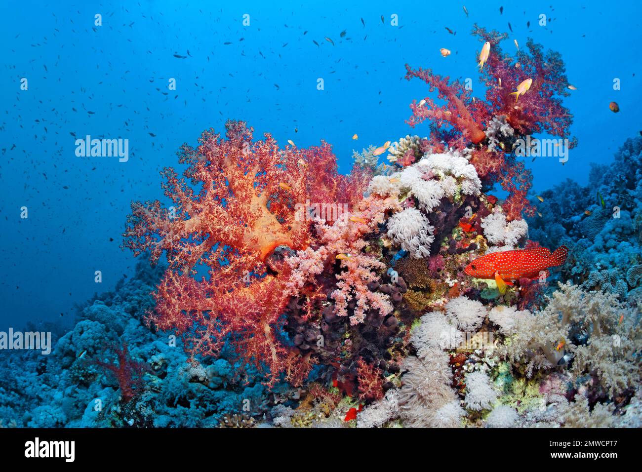 Récif de corail avec le corail mou de Klunzinger (Dendronephthya klunzingeri) rouge, et les coraux de Xenia (Xenia macrospiculata), vermillion de seabass Banque D'Images