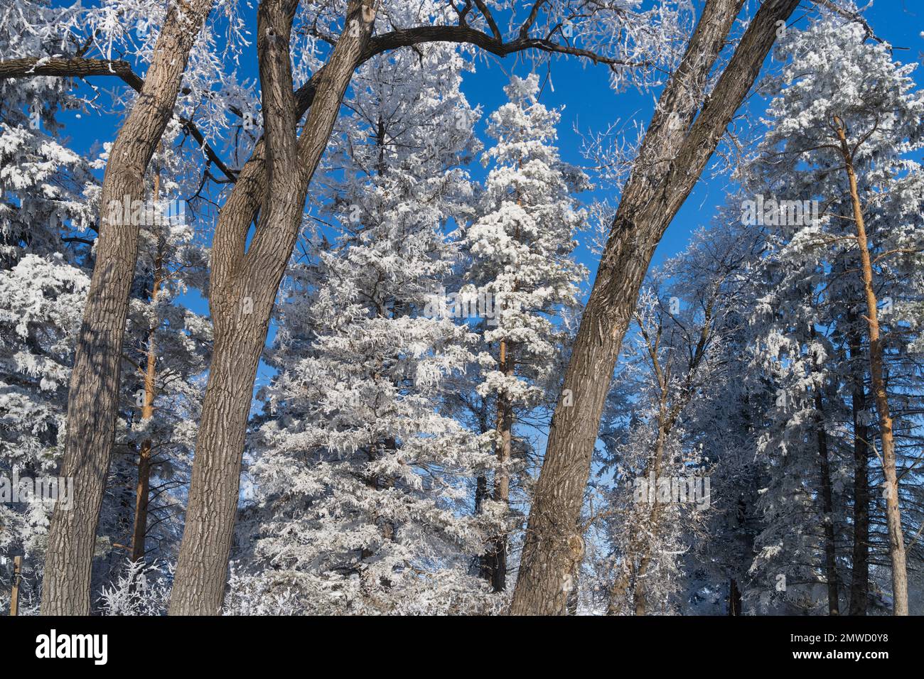 Le givre hivernal sur les arbres près de Plum Coulee, Manitoba, Canada. Banque D'Images