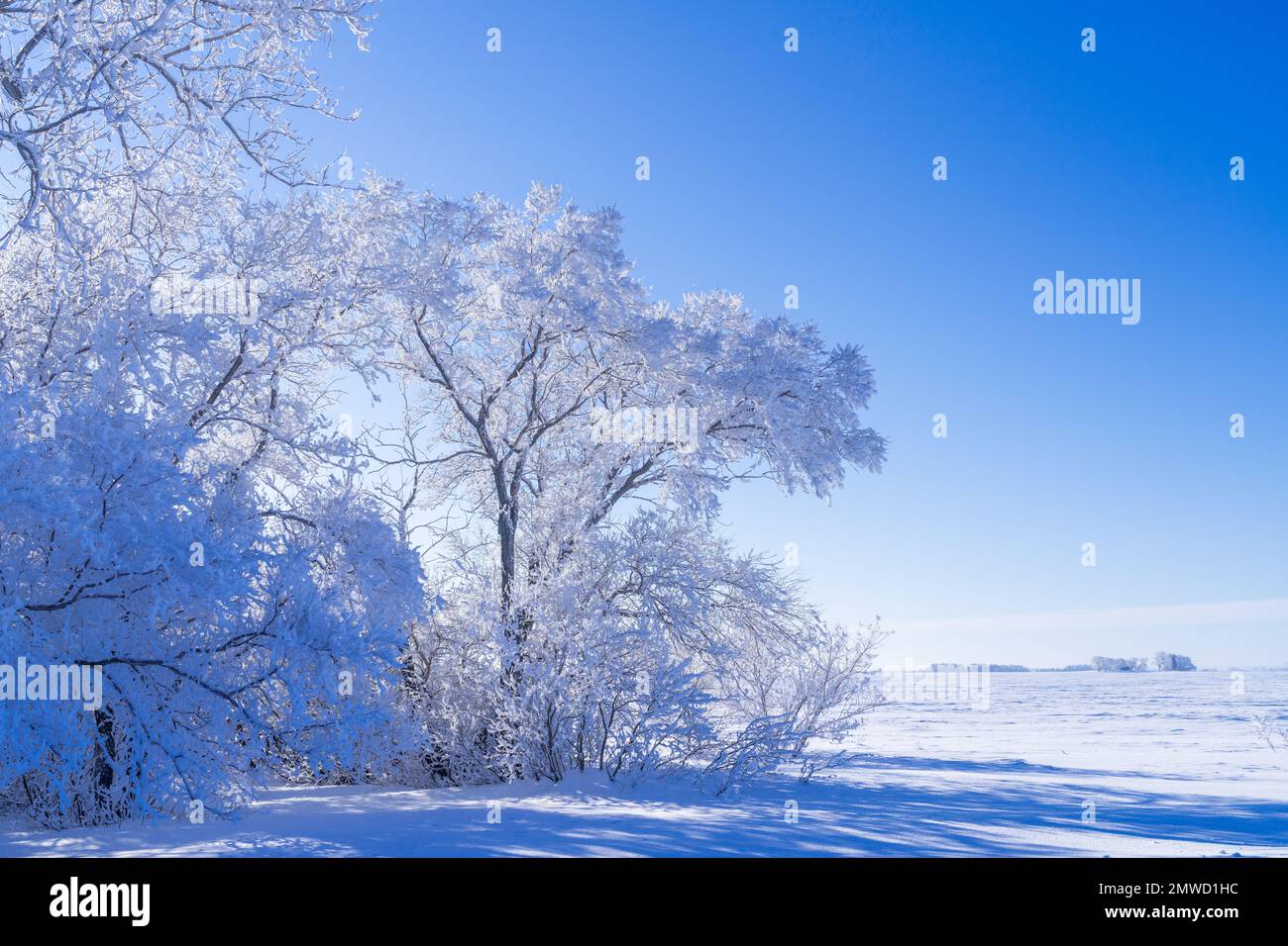 Le givre hivernal sur les arbres près de Plum Coulee, Manitoba, Canada. Banque D'Images