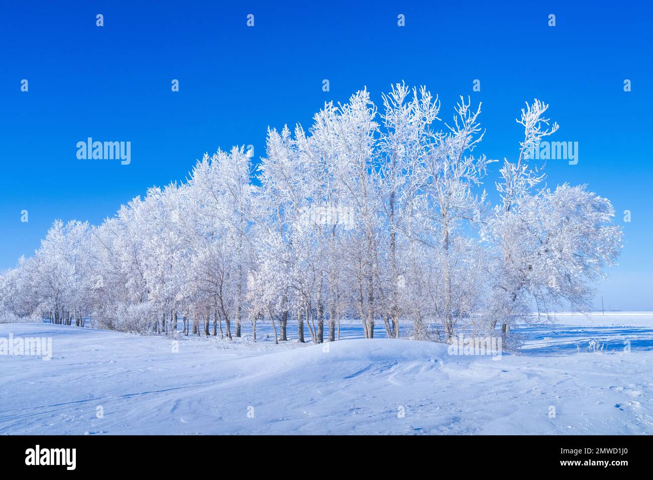 Le givre hivernal sur les arbres près de Plum Coulee, Manitoba, Canada. Banque D'Images