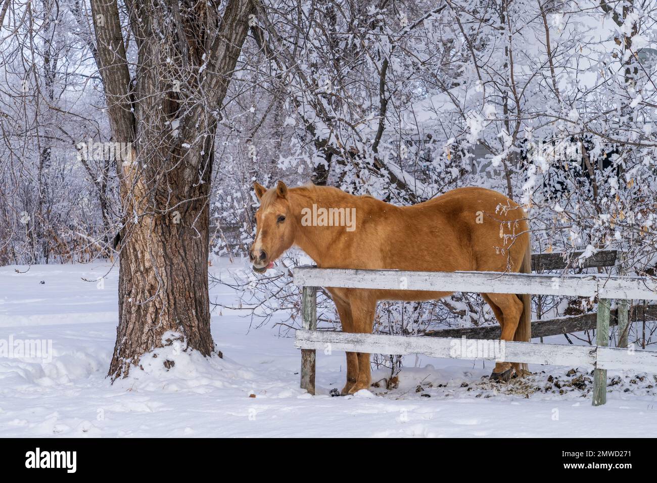 Un cheval derrière une clôture en hiver sur une ferme à Sommerfeld, au Manitoba, au Canada. Banque D'Images