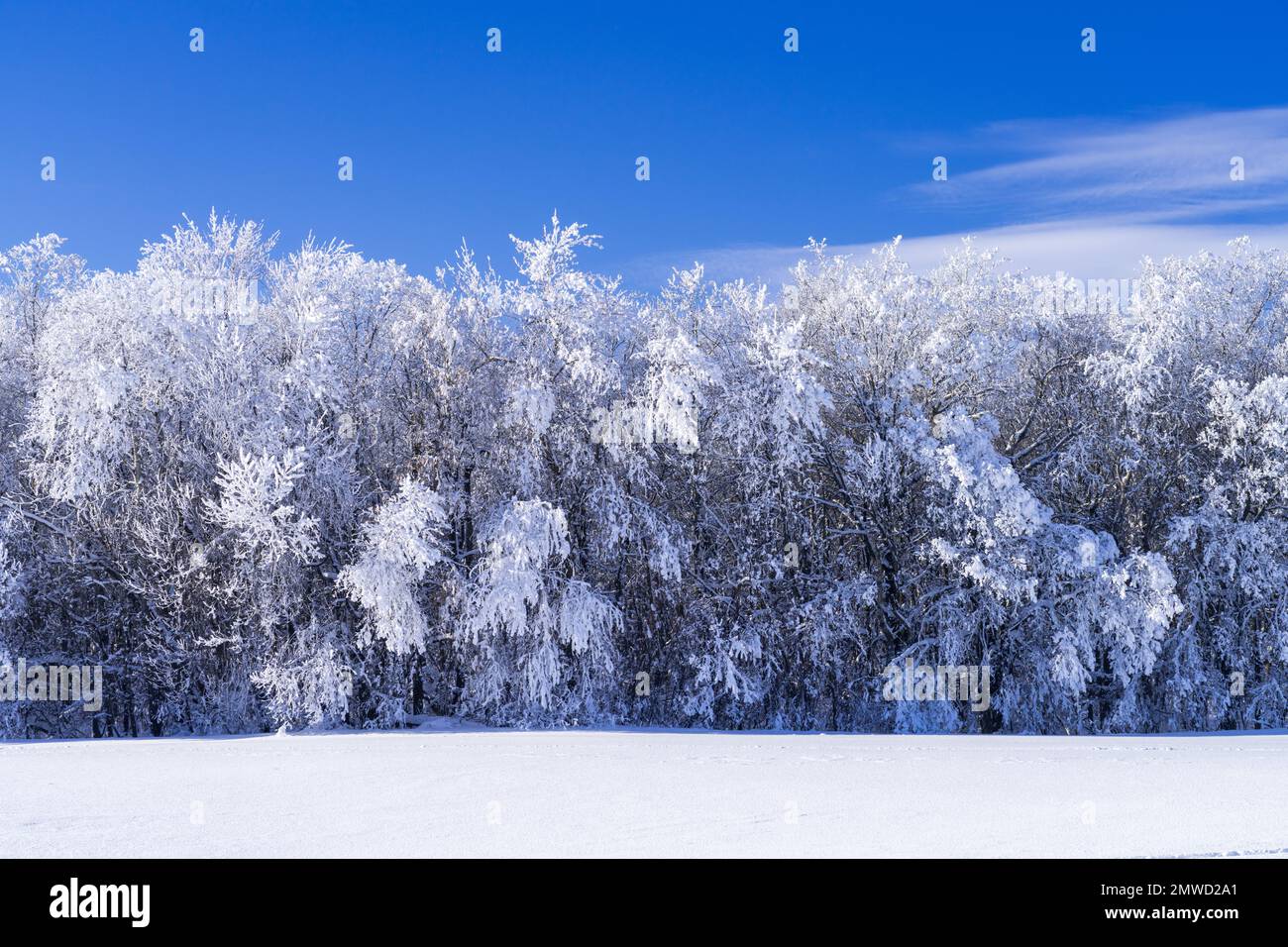Arbres couverts de givre d'hiver près du village de St. Leon, Manitoba, Canada. Banque D'Images