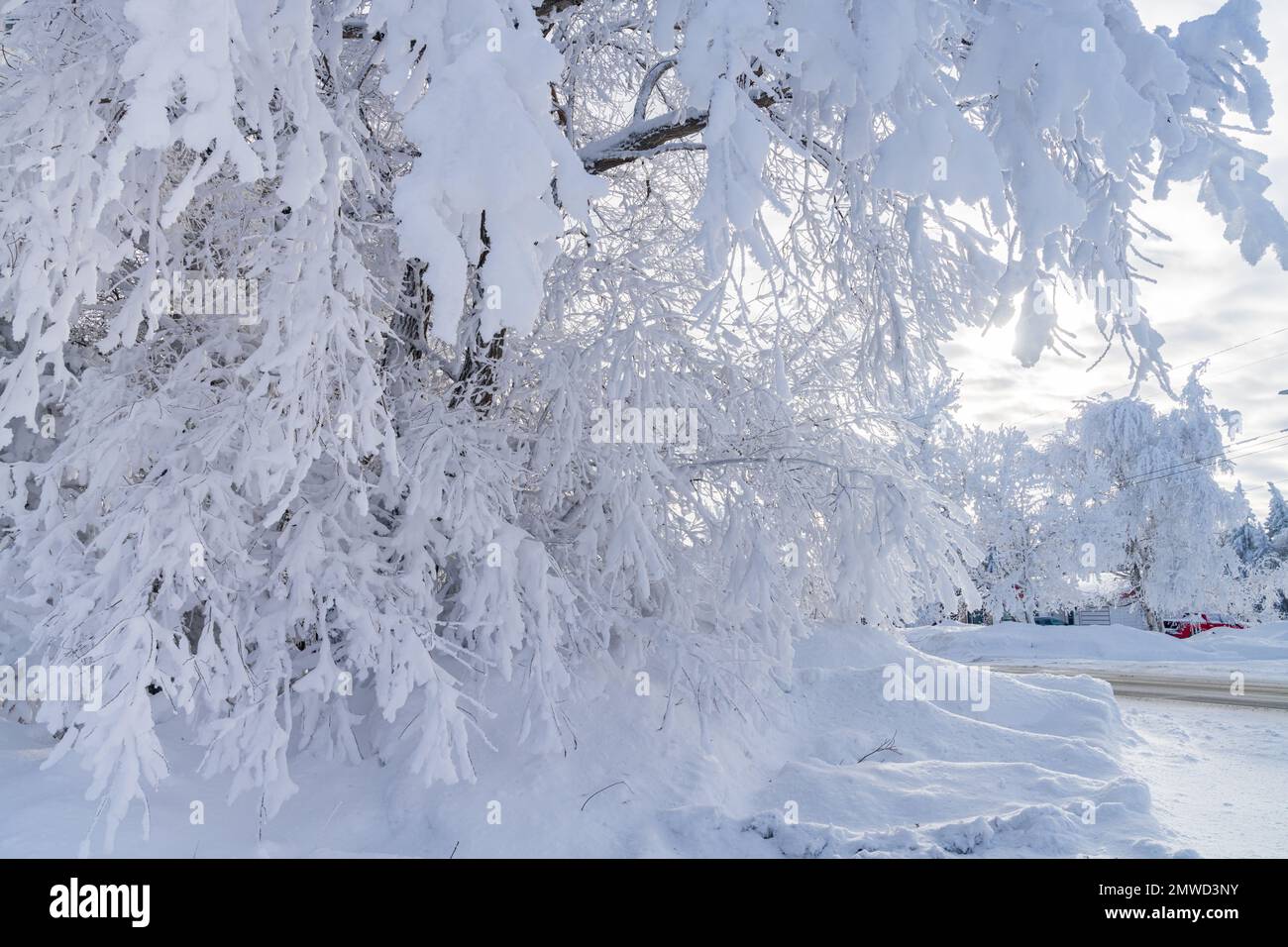 Arbres couverts de givre d'hiver près du village de St. Leon, Manitoba, Canada. Banque D'Images