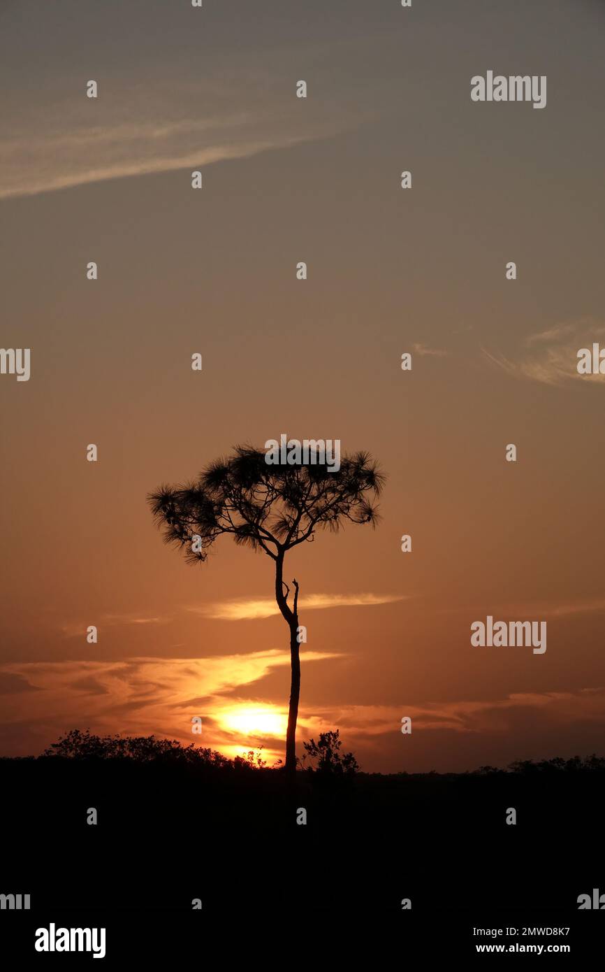 Un grand pin en silhouette au coucher du soleil, parc national des Everglades, Floride Banque D'Images