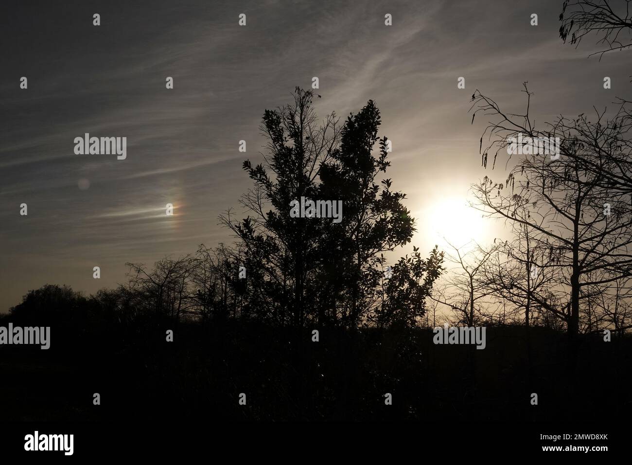 Chien de soleil dans le ciel d'hiver, Parc national des Everglades, Floride Banque D'Images