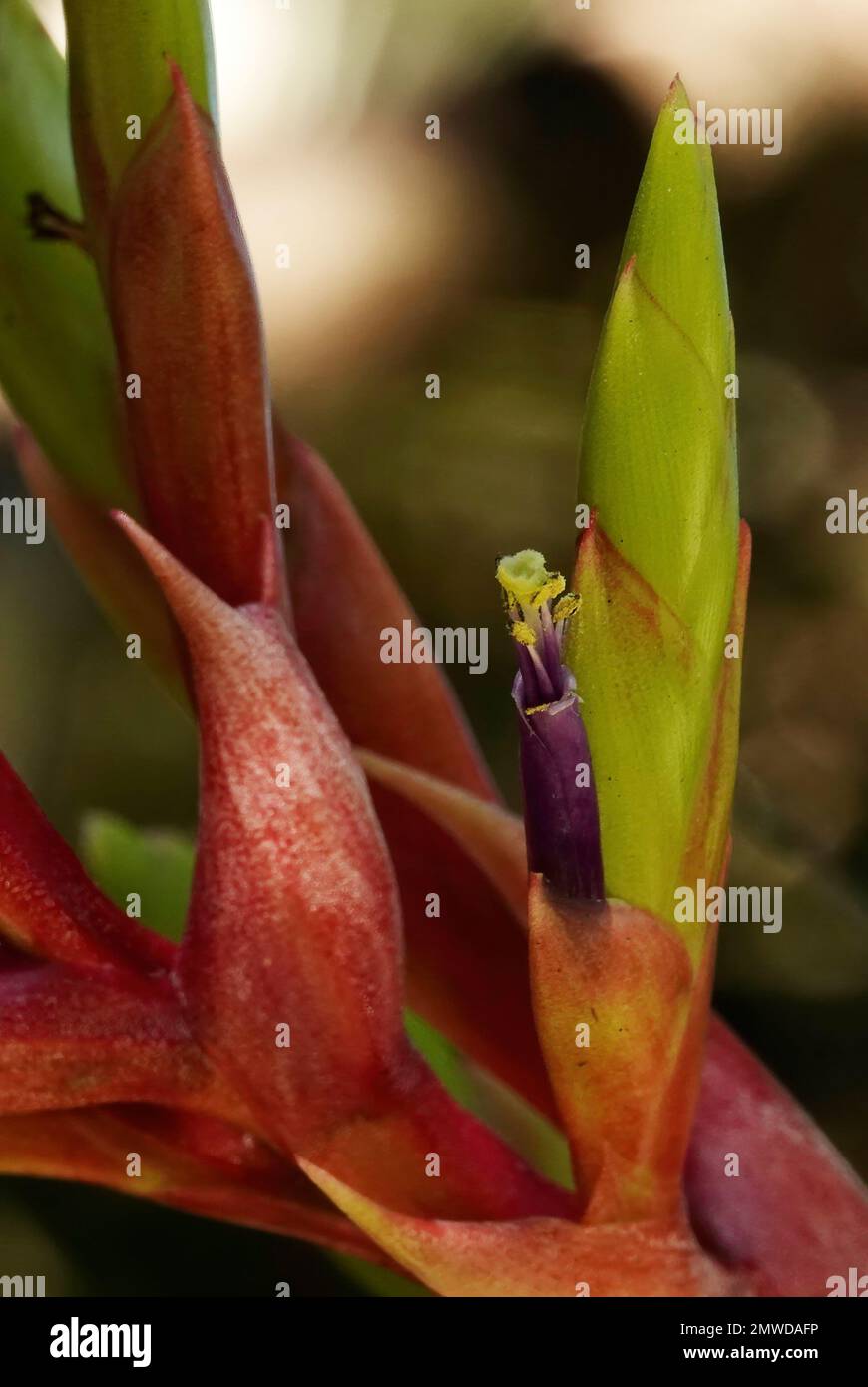 Broméliade plante d'air épiphyte en fleur, Floride Everglades/Big Cypress Flora Banque D'Images
