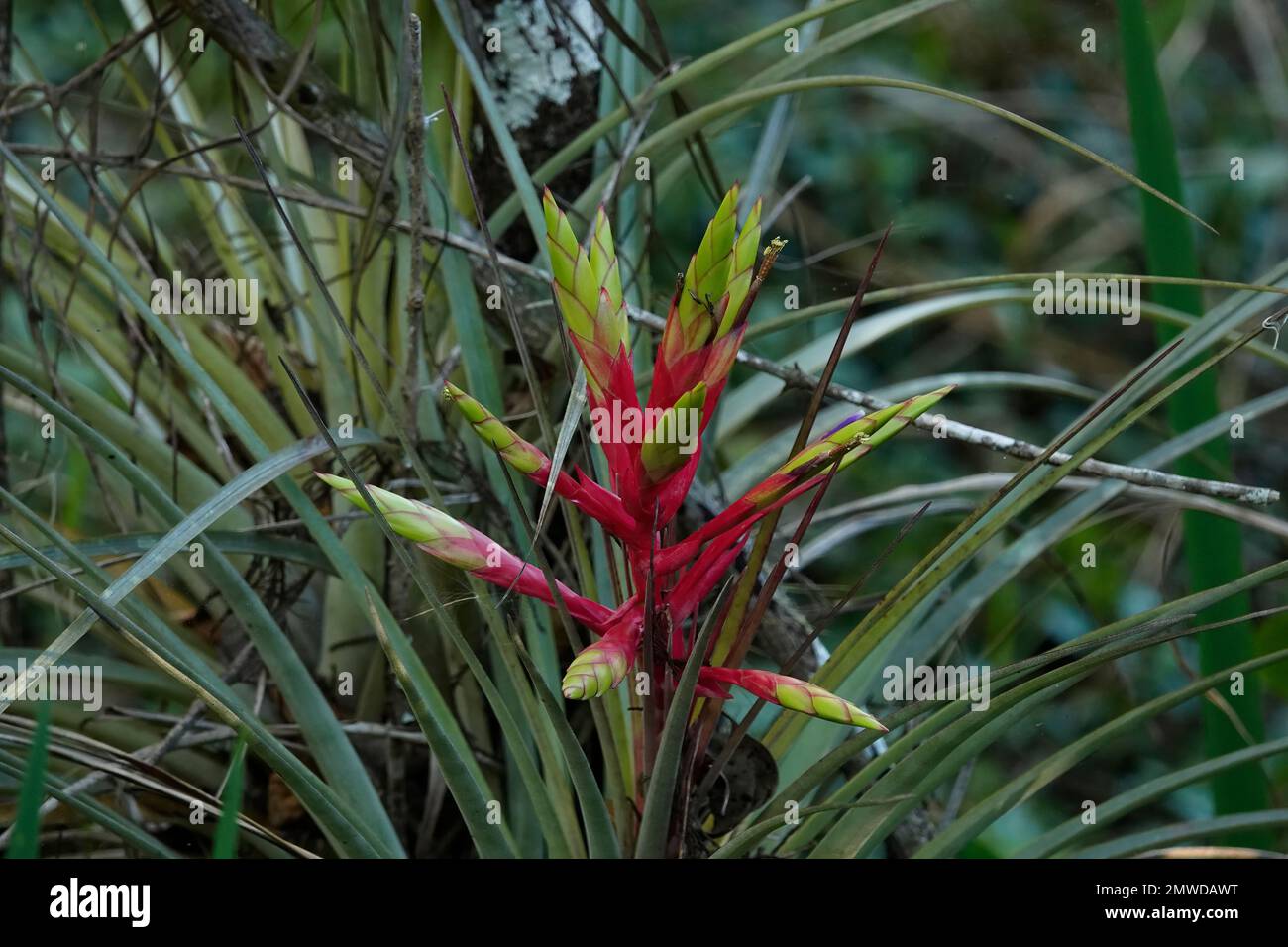 Broméliade plante d'air épiphyte en fleur, Floride Everglades/Big Cypress Flora Banque D'Images