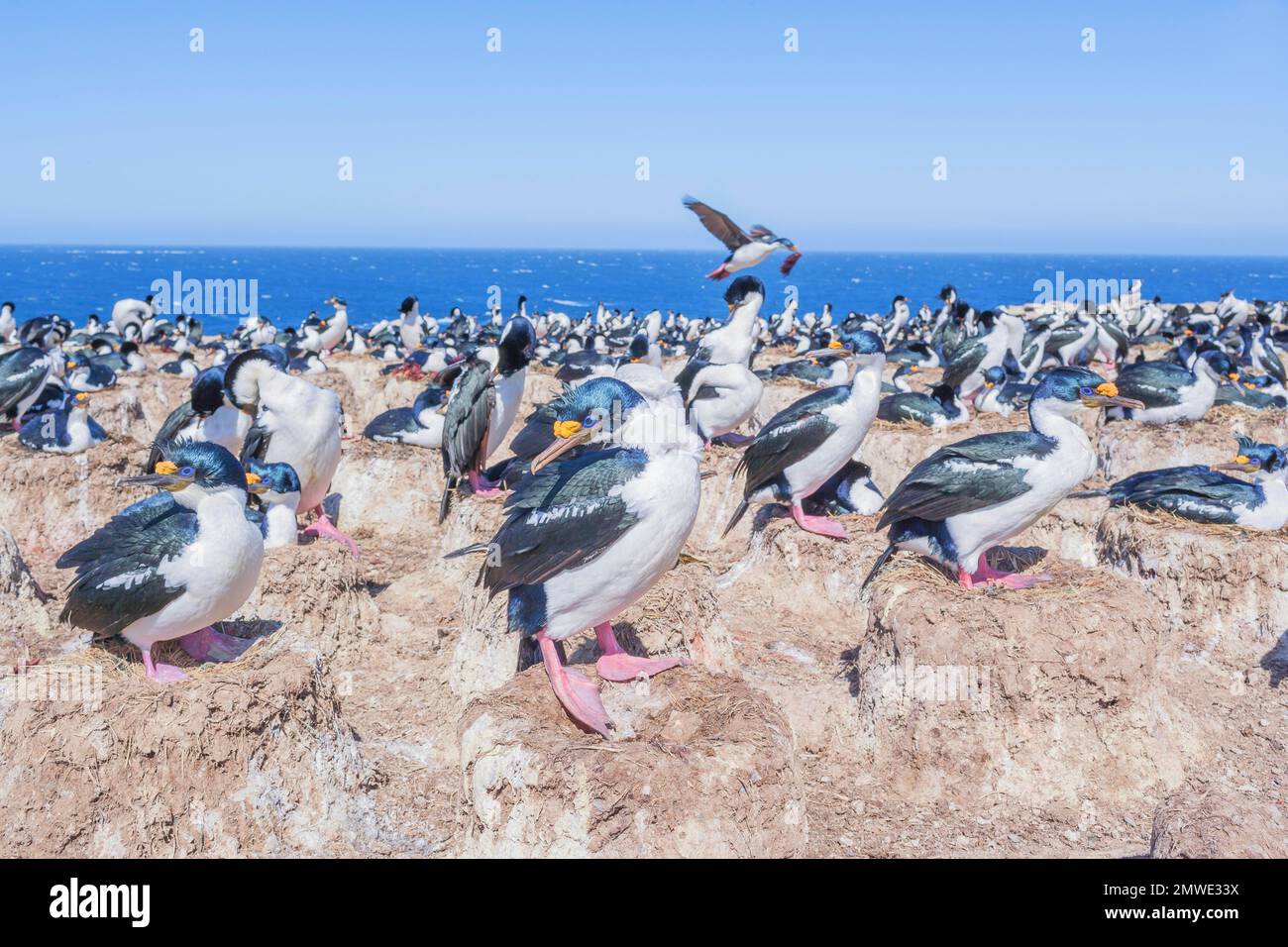 Colonie de cerfs impériaux (Leucocarbo atyceps), île Sea Lion, îles Falkland, Amérique du Sud Banque D'Images