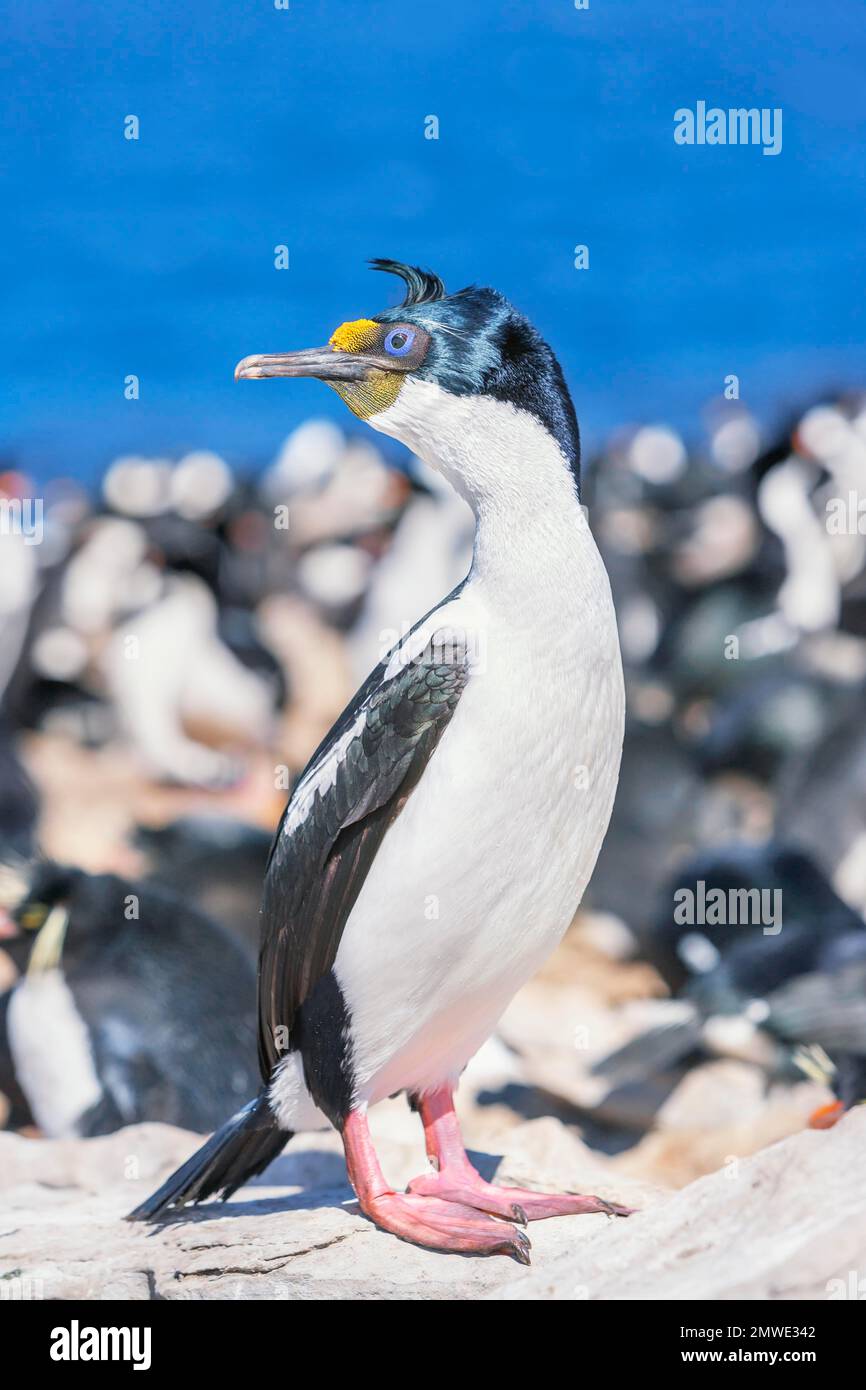 Colonie de cerfs impériaux (Leucocarbo atyceps), île Sea Lion, îles Falkland, Amérique du Sud Banque D'Images