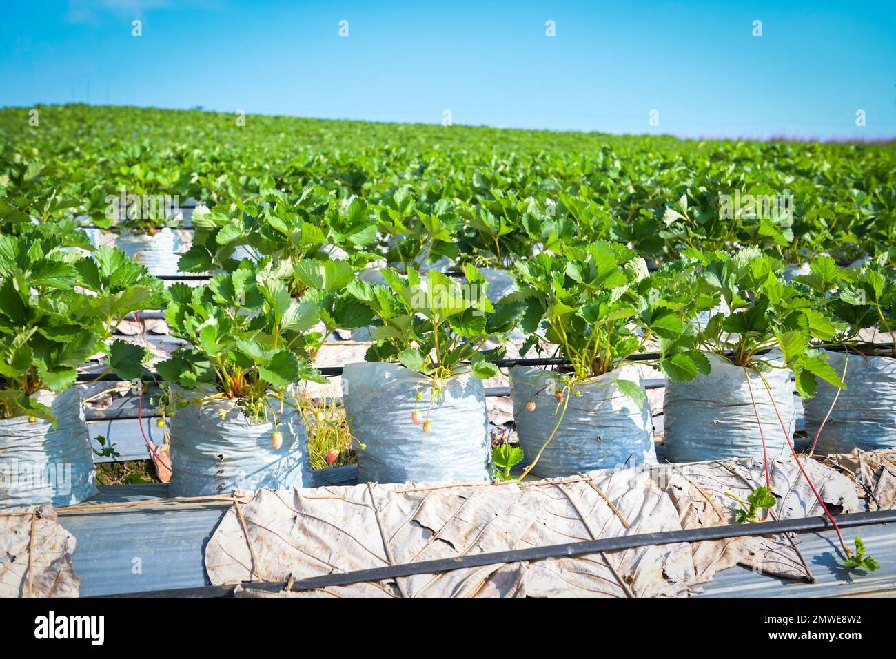 Champ de fraises vertes sur la montagne, ferme de fraisiers en pot, champ de fraises pour la récolte fraises jardin fruit fraise arbre Banque D'Images