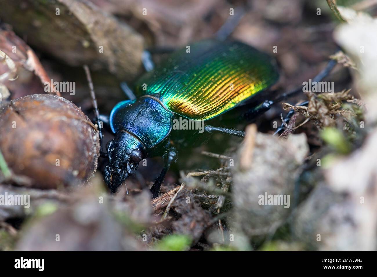 Chasseur de chenille forestière (Calosoma sycophanta), vallée du Rhin moyen près de Niederheimbach, Allemagne Banque D'Images