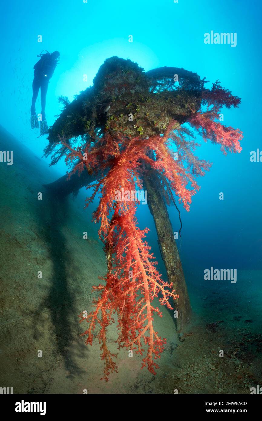 Plongeur regardant l'hélice avec les coraux mous de klunzinger (Dendronephthya klunzingeri), l'épave El Arish ou El Arish-El-Tor, ferry de voiture en contrebas, Port Banque D'Images