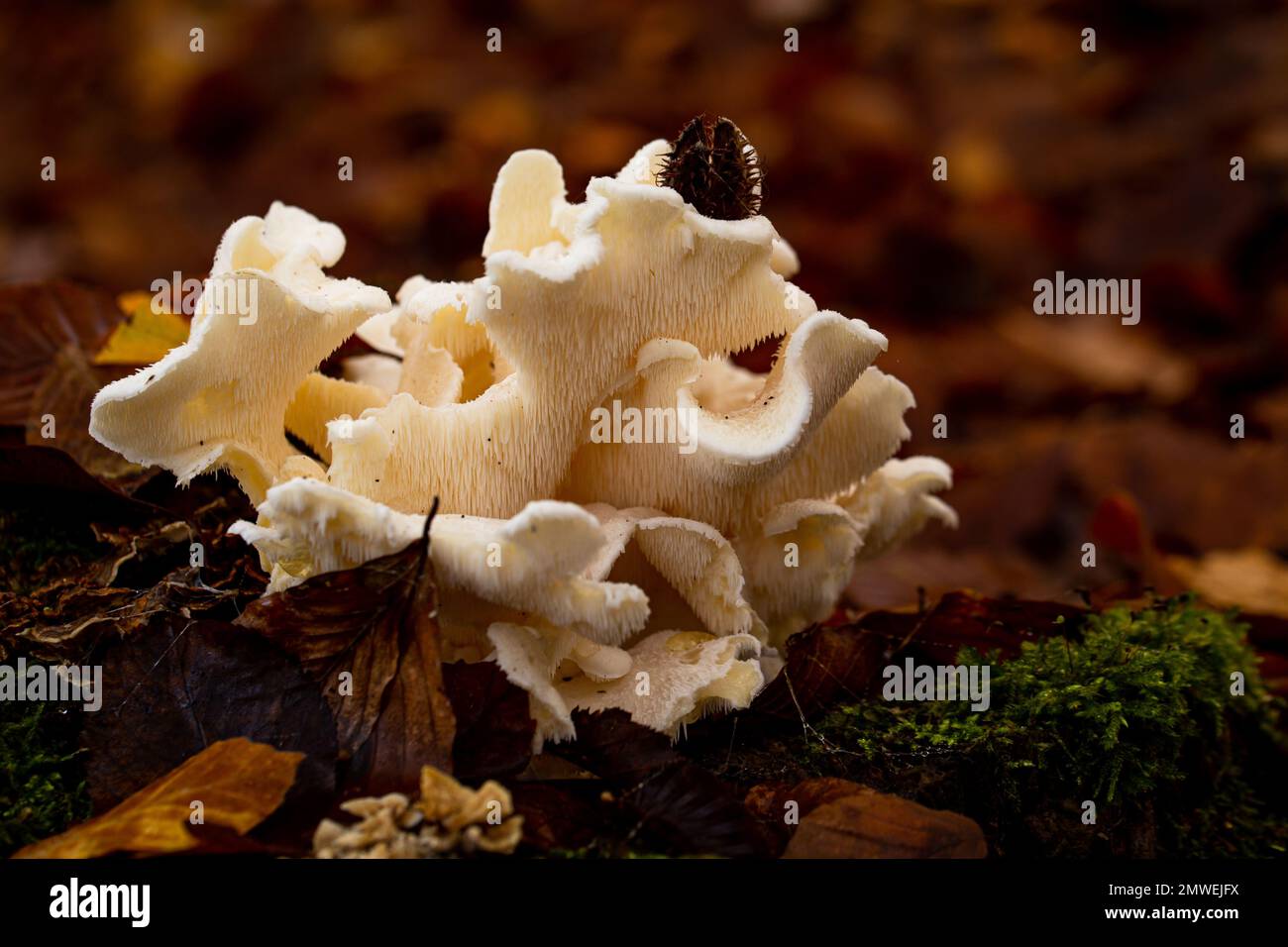 Un gros plan d'un frondosa Grifola croissant dans une forêt Banque D'Images