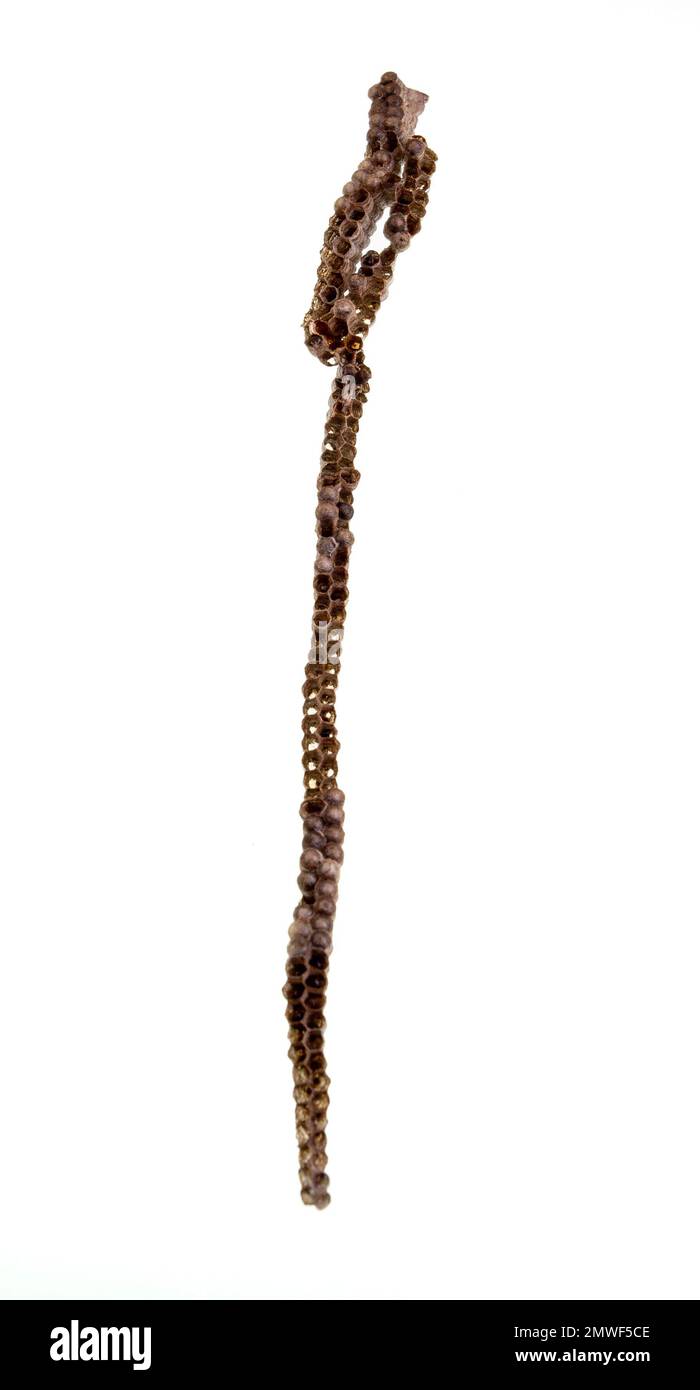 Nid vertical de petite guêpe brune, Ropalidia révoluoralis, chaque peigne étant composé de deux rangées de cellules. Banque D'Images