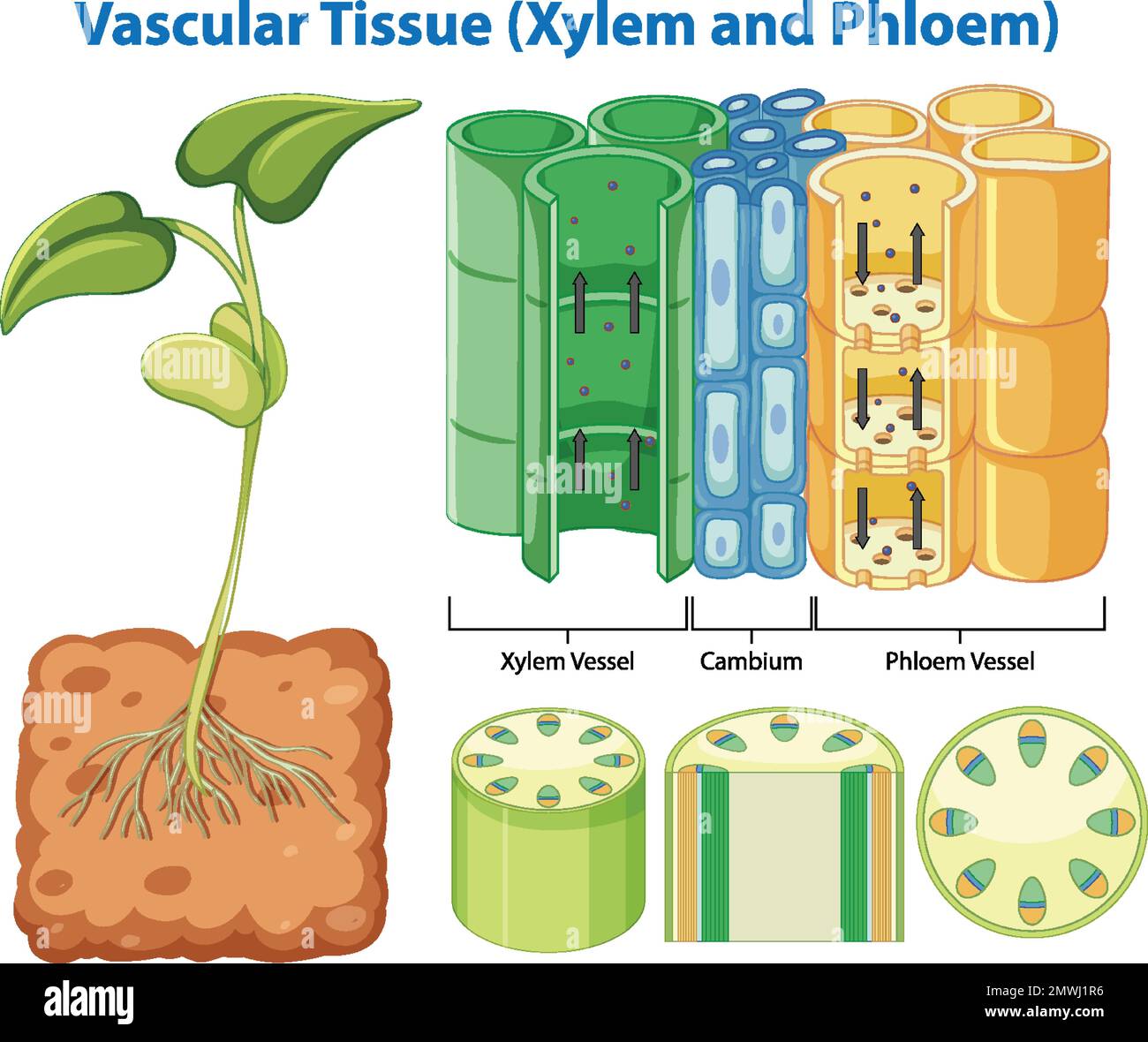 Illustration du tissu vasculaire de cohésion végétale (xylème et phloème) Illustration de Vecteur