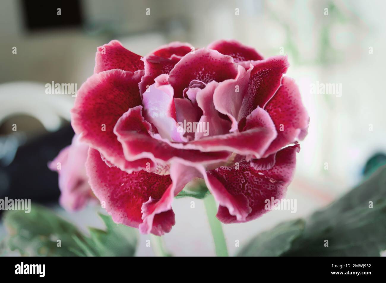 Gros plan d'une fleur de Gloxinia violette sur un arrière-plan flou Banque D'Images