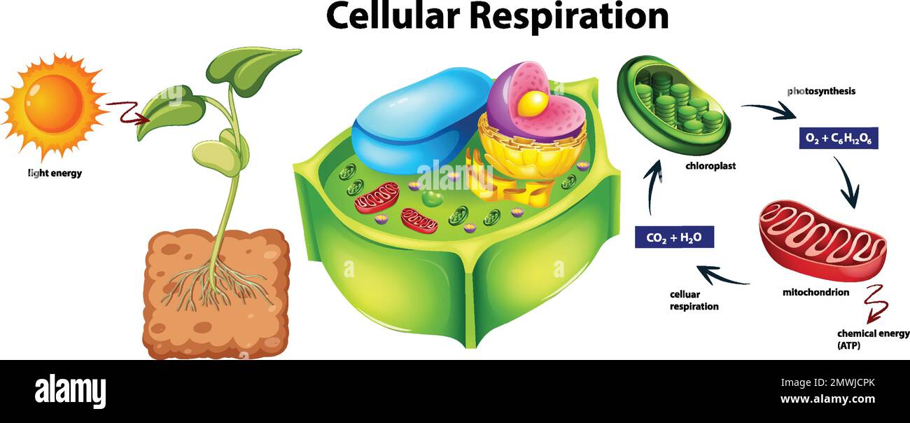 Illustration de la structure anatomique des cellules végétales Illustration de Vecteur