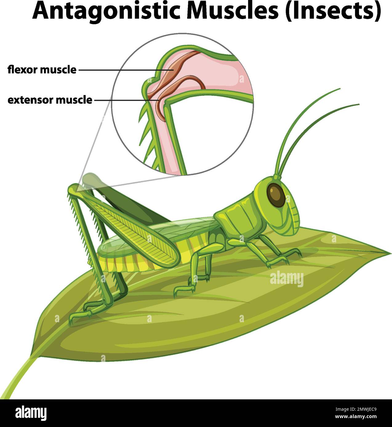 Insect Muscules Muscles of the thorax Banque d'images vectorielles - Alamy
