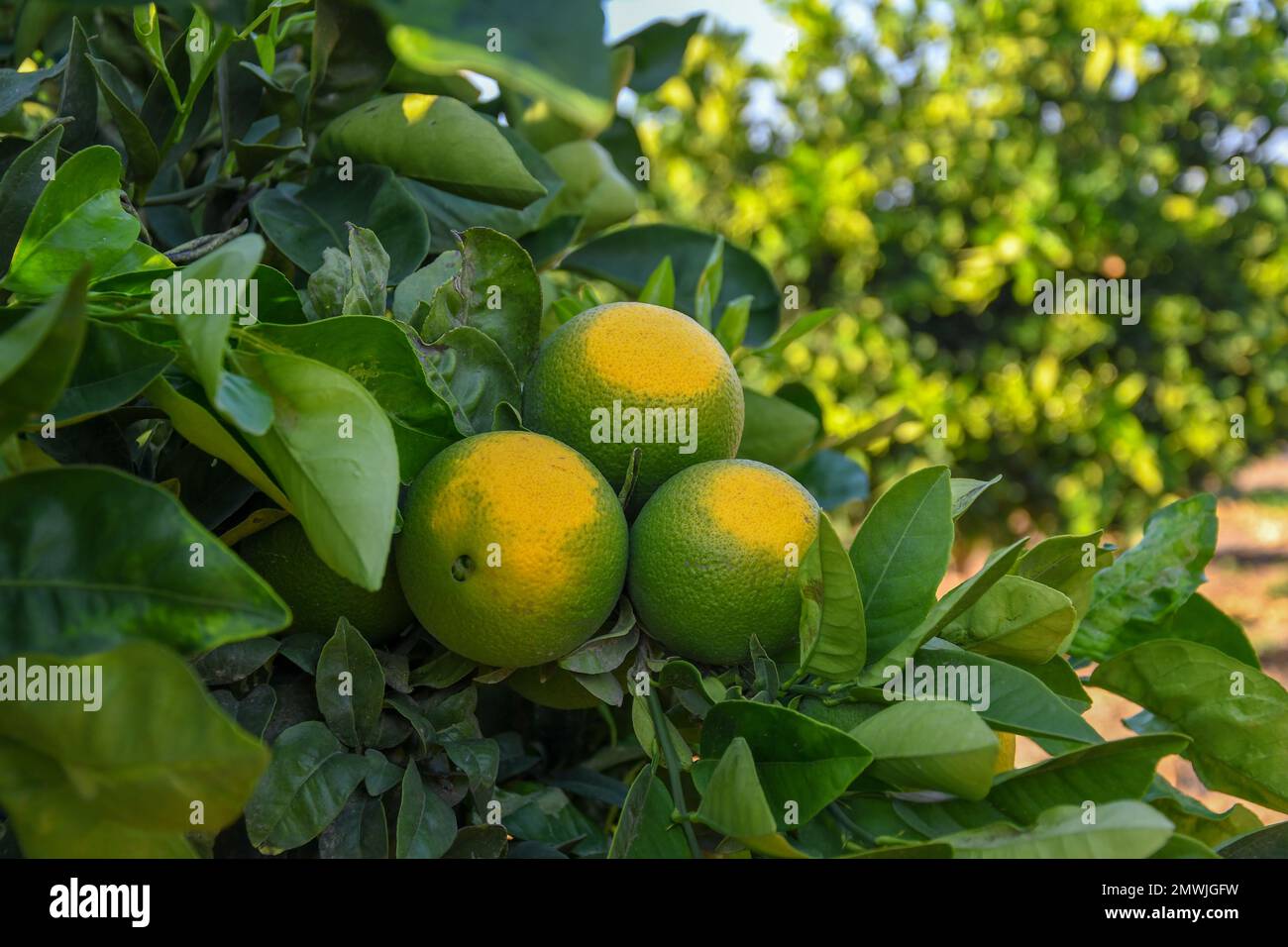Les oranges vertes jaunâtres non mûres accrochées à un arbre aux feuilles vertes luxuriantes Banque D'Images Les oranges vertes jaunâtres non mûres accrochées à un arbre aux feuilles vertes luxuriantes Banque D'Images
