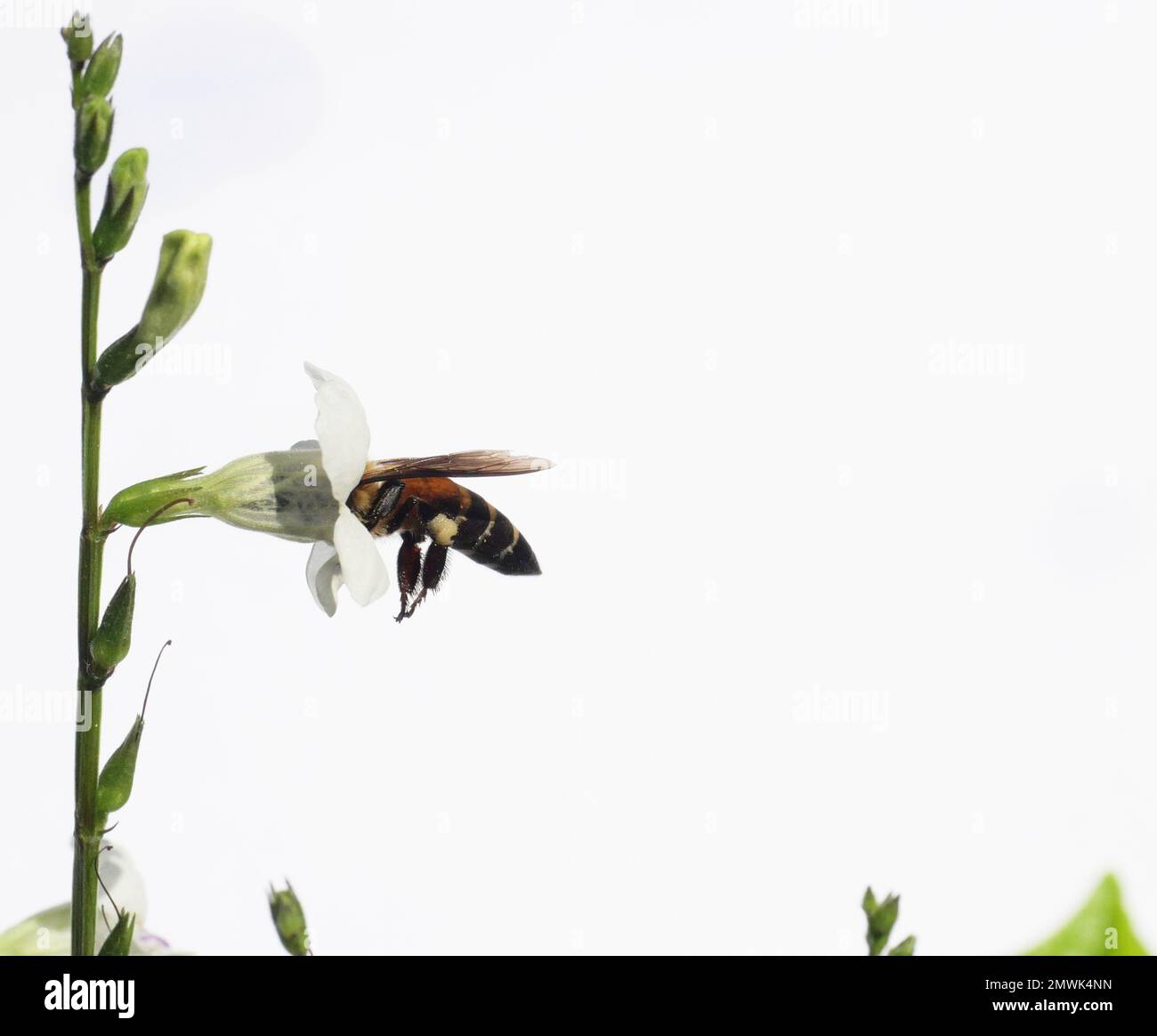 L'abeille géante cherche le nectar sur le violet chinois blanc ou le coromandel ou le renfgant rampant ( Asystasia gangetica ) en fleur dans le champ isolé Banque D'Images L'abeille géante cherche le nectar sur le violet chinois blanc ou le coromandel ou le renfgant rampant ( Asystasia gangetica ) en fleur dans le champ isolé Banque D'Images