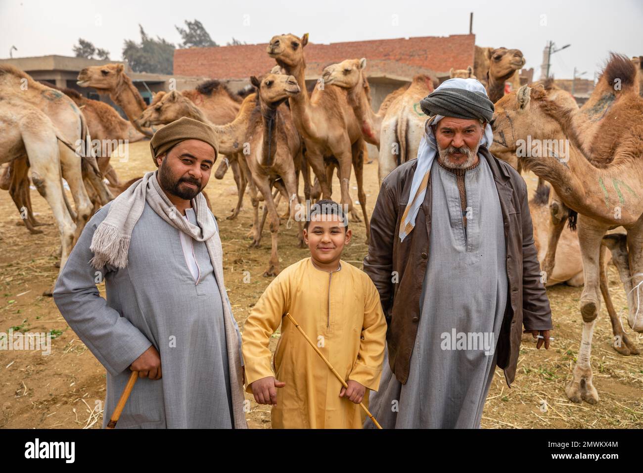 Marché Birqash Camel, le Caire, Égypte Banque D'Images
