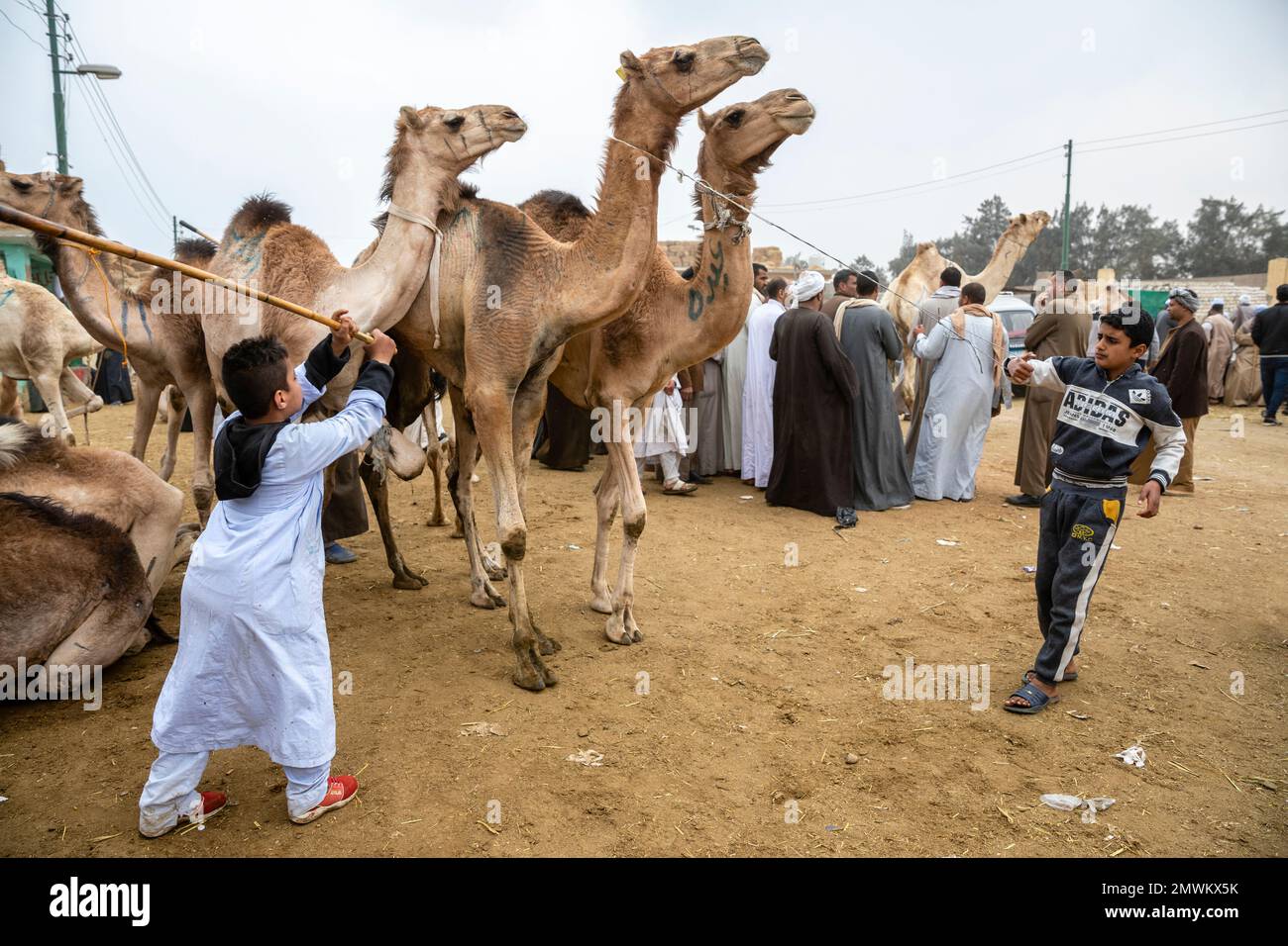 Marché Birqash Camel, le Caire, Égypte Banque D'Images