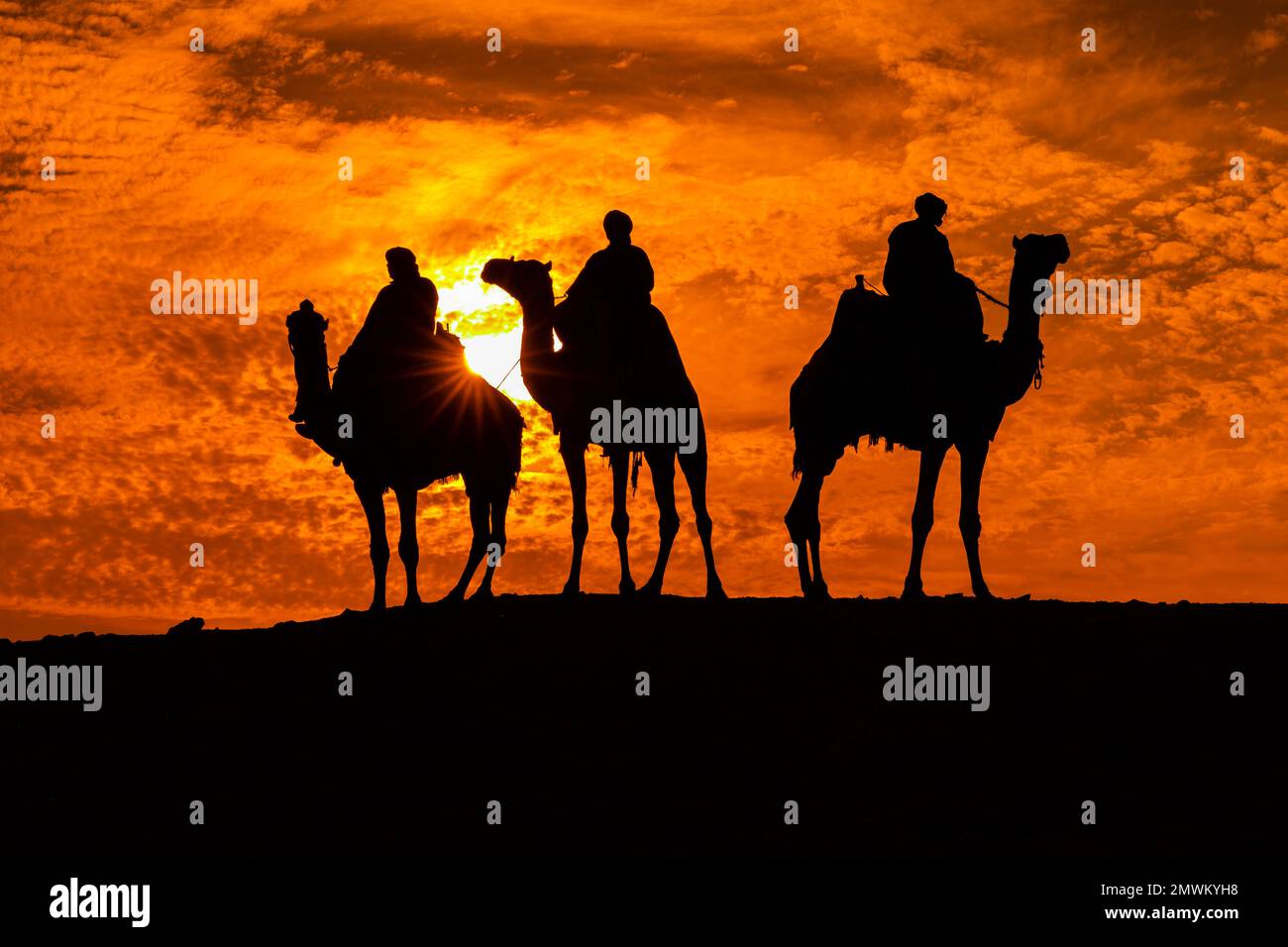 Chameaux en silhouette pendant le coucher du soleil aux Pyramides de Gizeh, le Caire, l'Egypte Banque D'Images