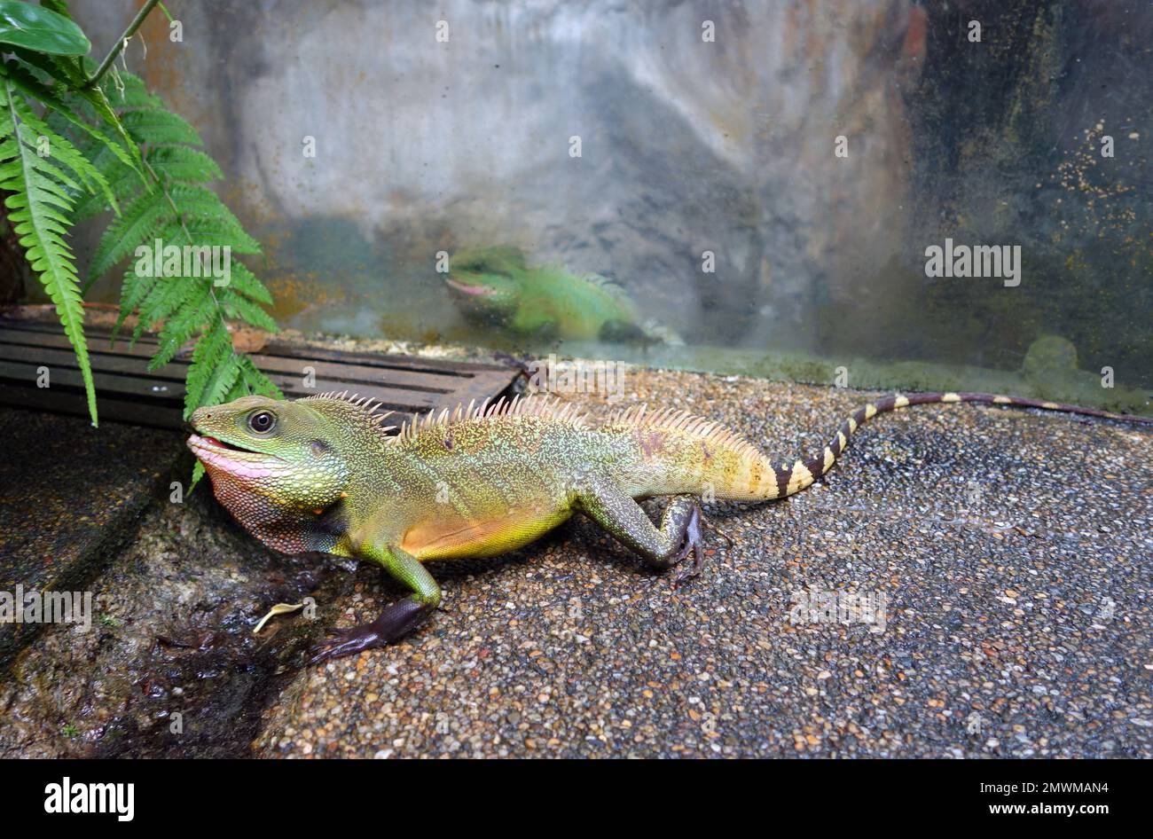 Lézard forestier (Calotes sp.) Cela s'est échappé de son enceinte (voir encore captive derrière le verre), Entopia, Penang, Malaisie Banque D'Images