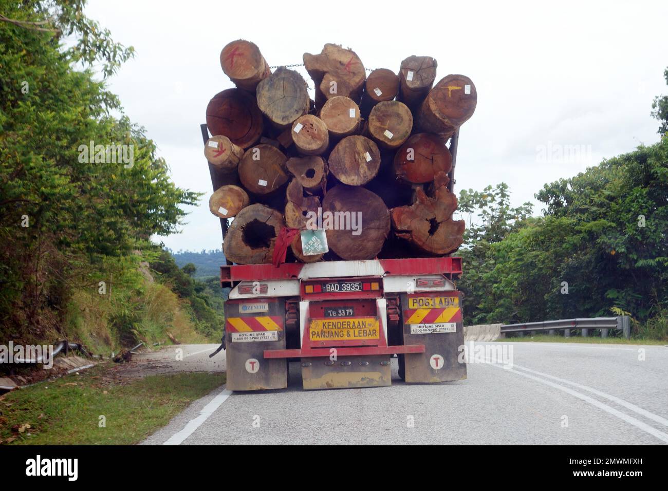 Très grandes billes de bois tropical récoltées dans la jungle de la forêt tropicale sur camion, Perak, Malaisie. Pas de PR Banque D'Images