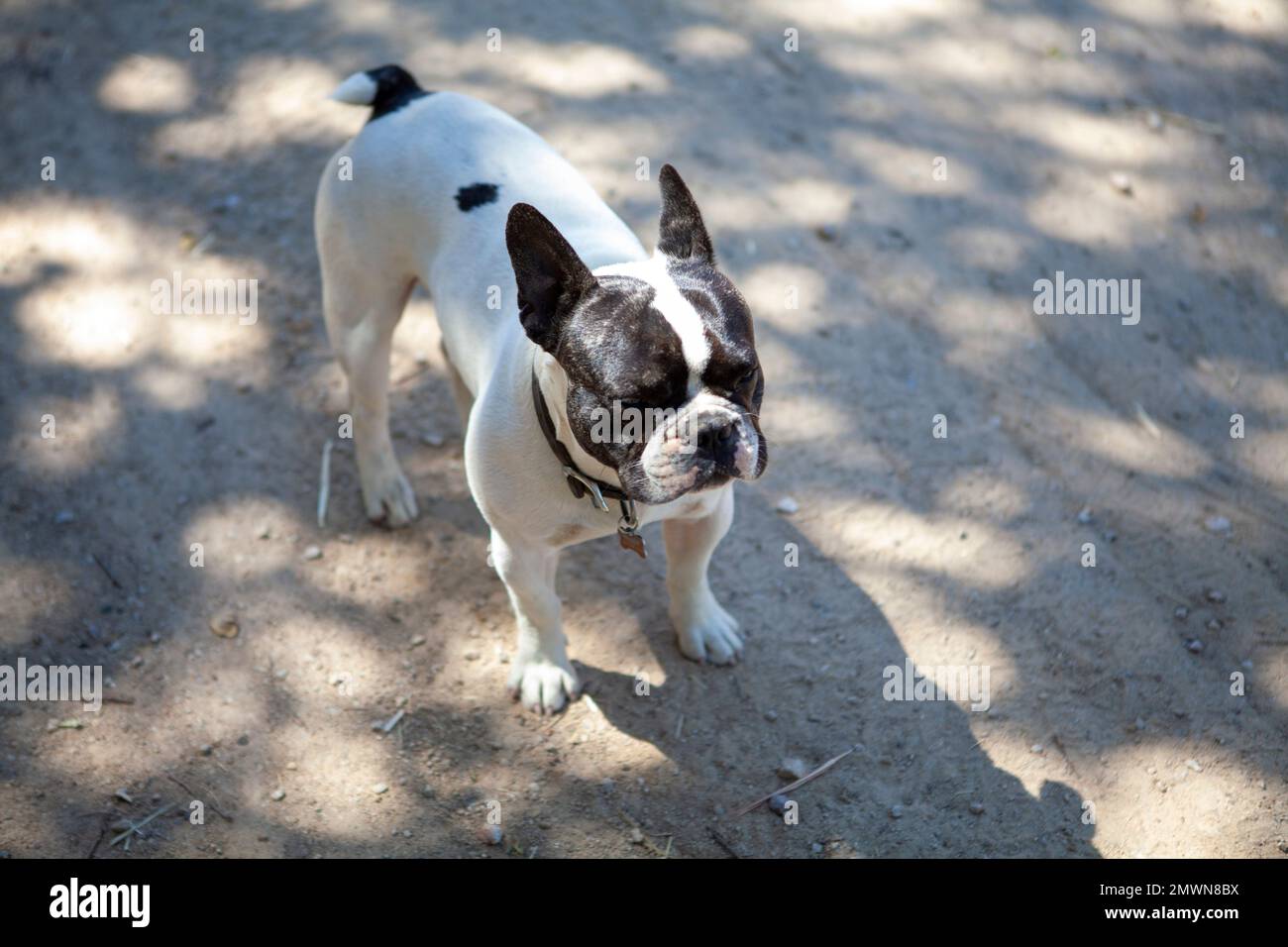 Le chien de taureau français est à l'ombre, Californie États-Unis Banque D'Images