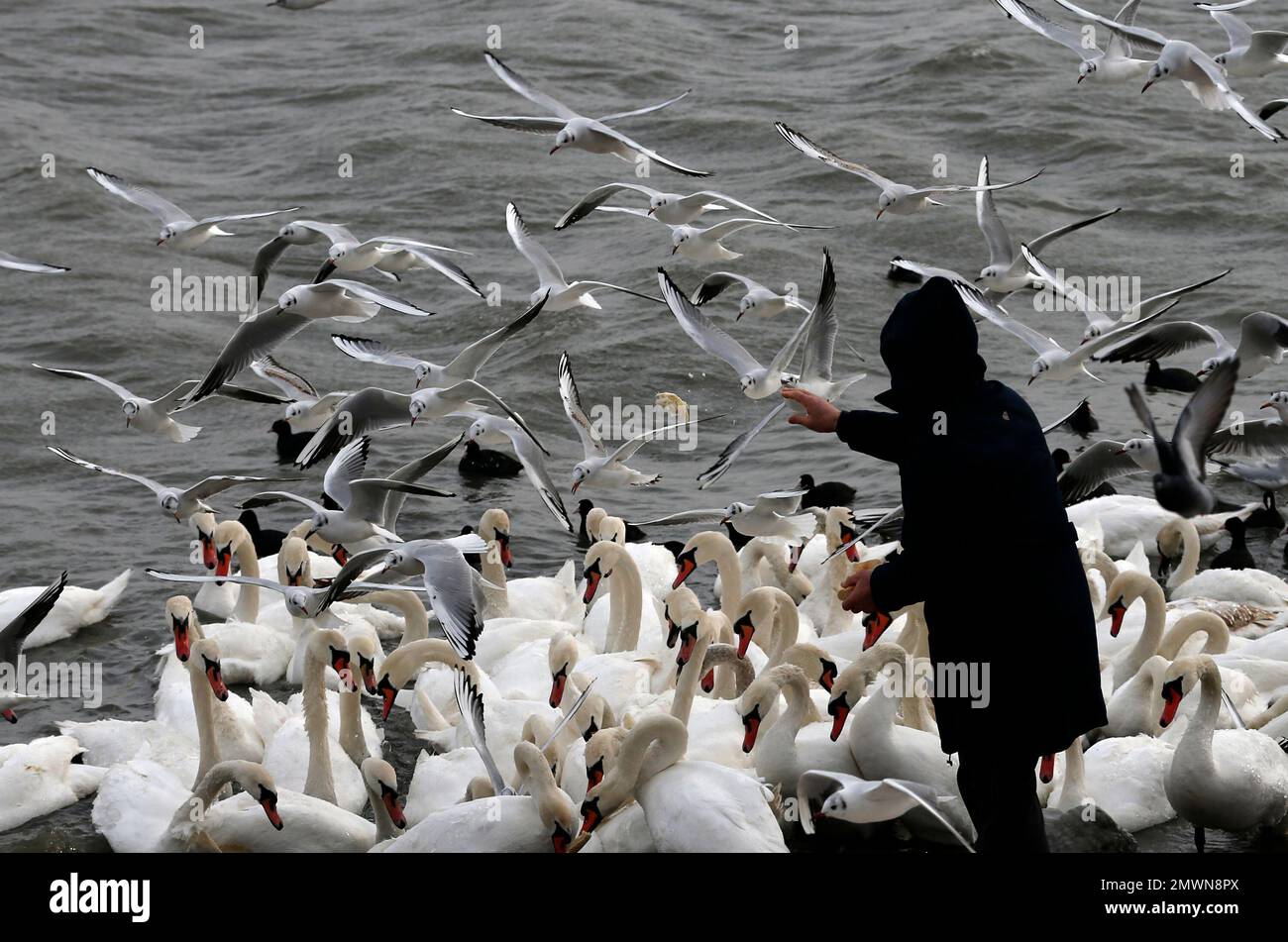 A man feeds swans and gulls on the bank of the Danube river in Belgrade, Serbia, Friday, Jan. 6, 2017. Blizzards swept parts of eastern Europe on Friday, closing roads and travel delays. (AP Photo/Darko Vojinovic) Banque D'Images