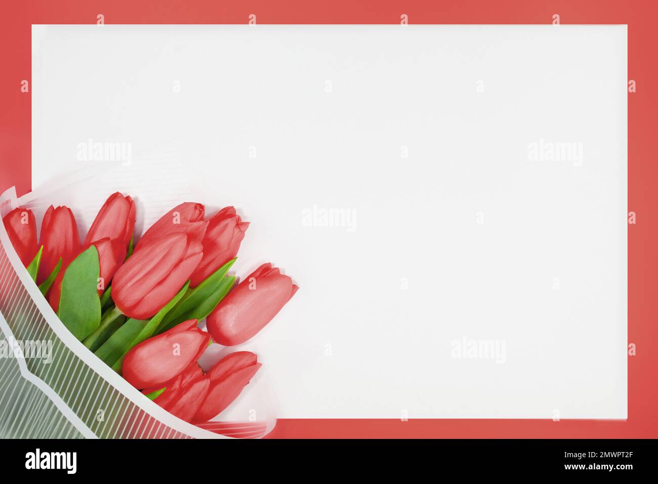 Bouquet de tulipes rouges de printemps sur fond de papier blanc. Internationale féminine, Saint-Valentin, Fête des mères, 8 mars, anniversaire. Copier l'espace Banque D'Images