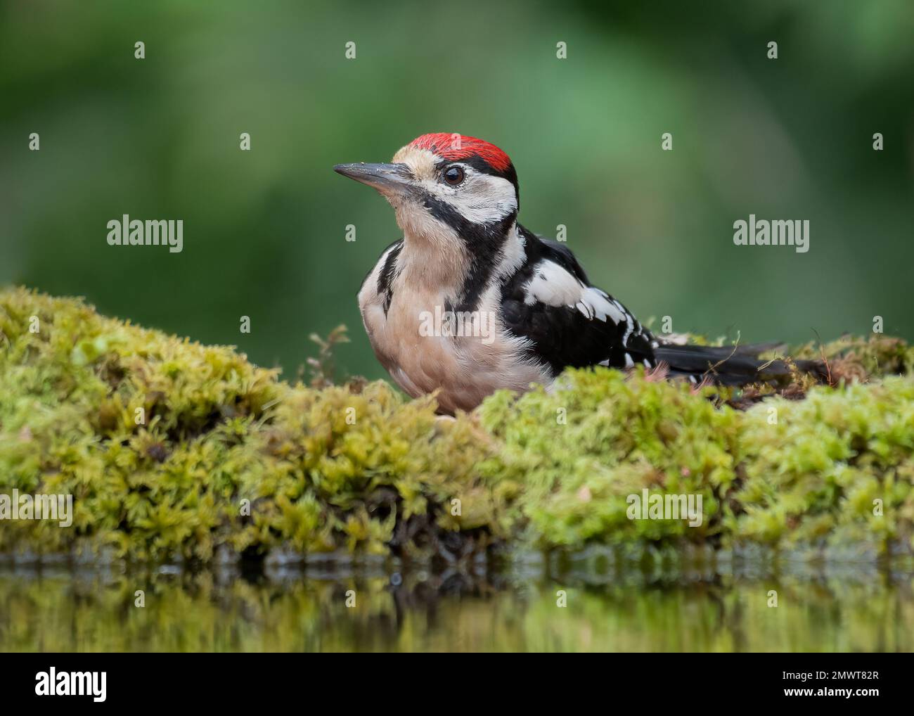 Une vue rapprochée d'un grand pic à pois juvéniles, Dendrocopos Major, comme il recherche dans la sous-croissance près d'une piscine Banque D'Images