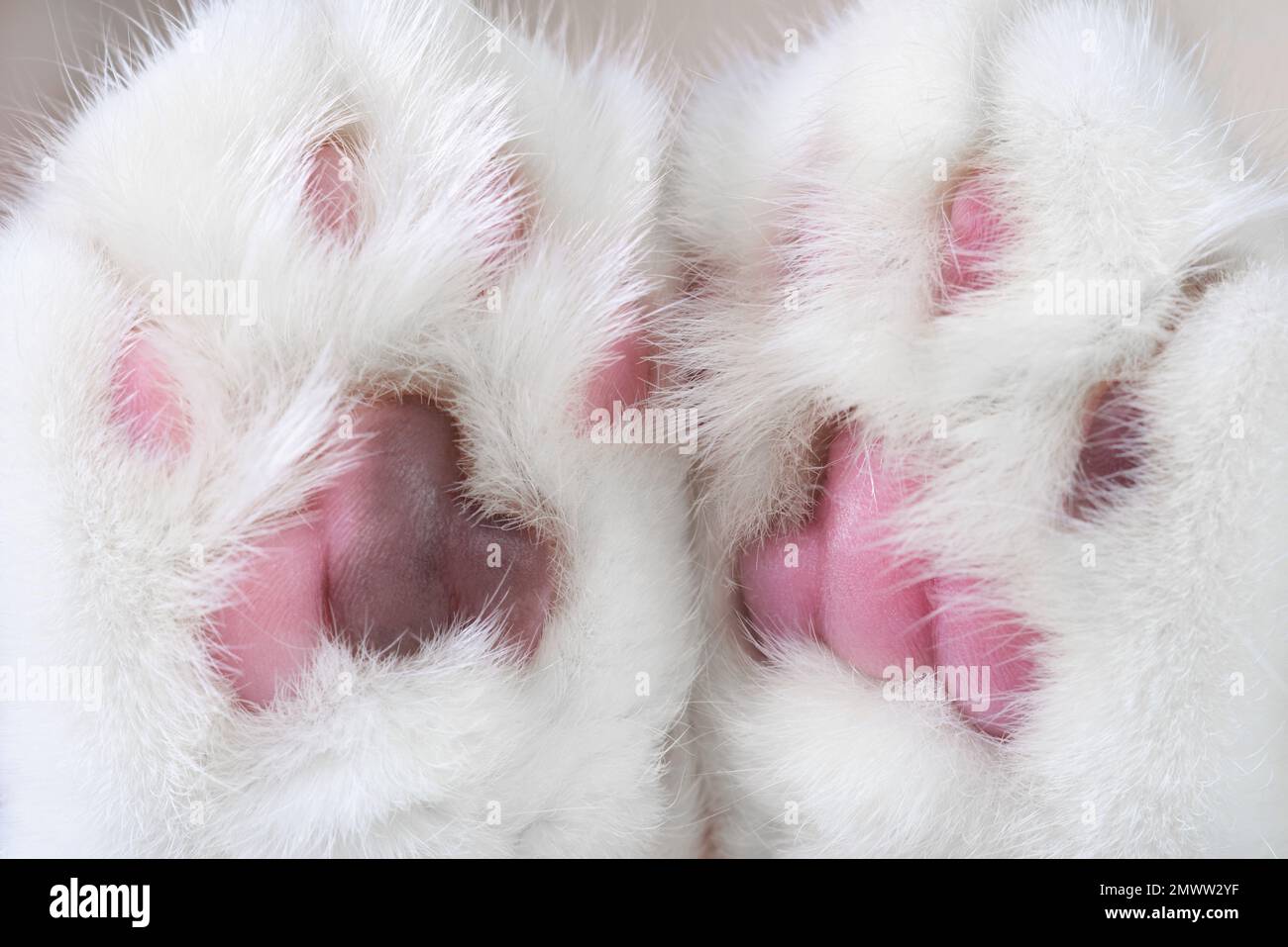 Gros plan de jolies pattes de chat avec des tampons roses et bruns. Banque D'Images