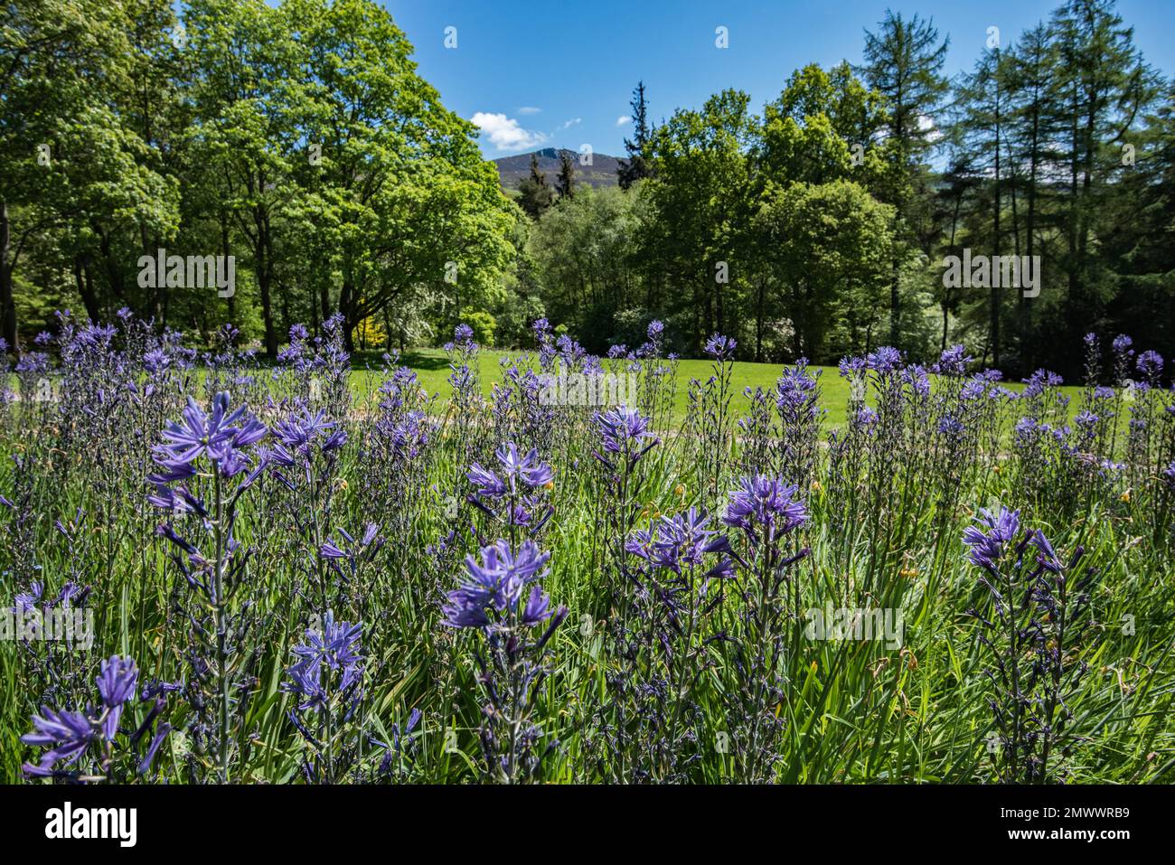 Fleurs dans un jardin à flanc de colline à Parcevall Hall. Hall et ses jardins sont situés à Skyreholme près du village d'Appletreewick, Wharfedale, North Yorkshire Banque D'Images
