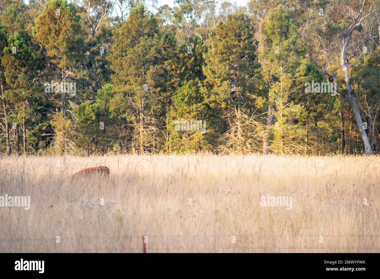 Une vache (bovins de boucherie) presque cachée dans une longue herbe dans un enclos d'une ferme australienne Banque D'Images