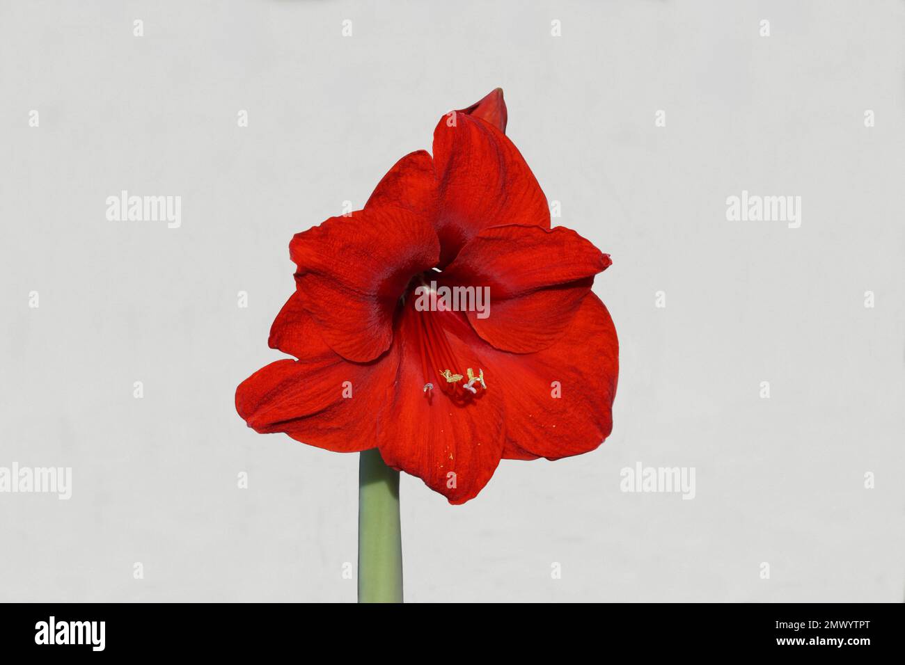 Close up amaryllis flower hippeastrum family Banque de photographies et  d'images à haute résolution - Alamy